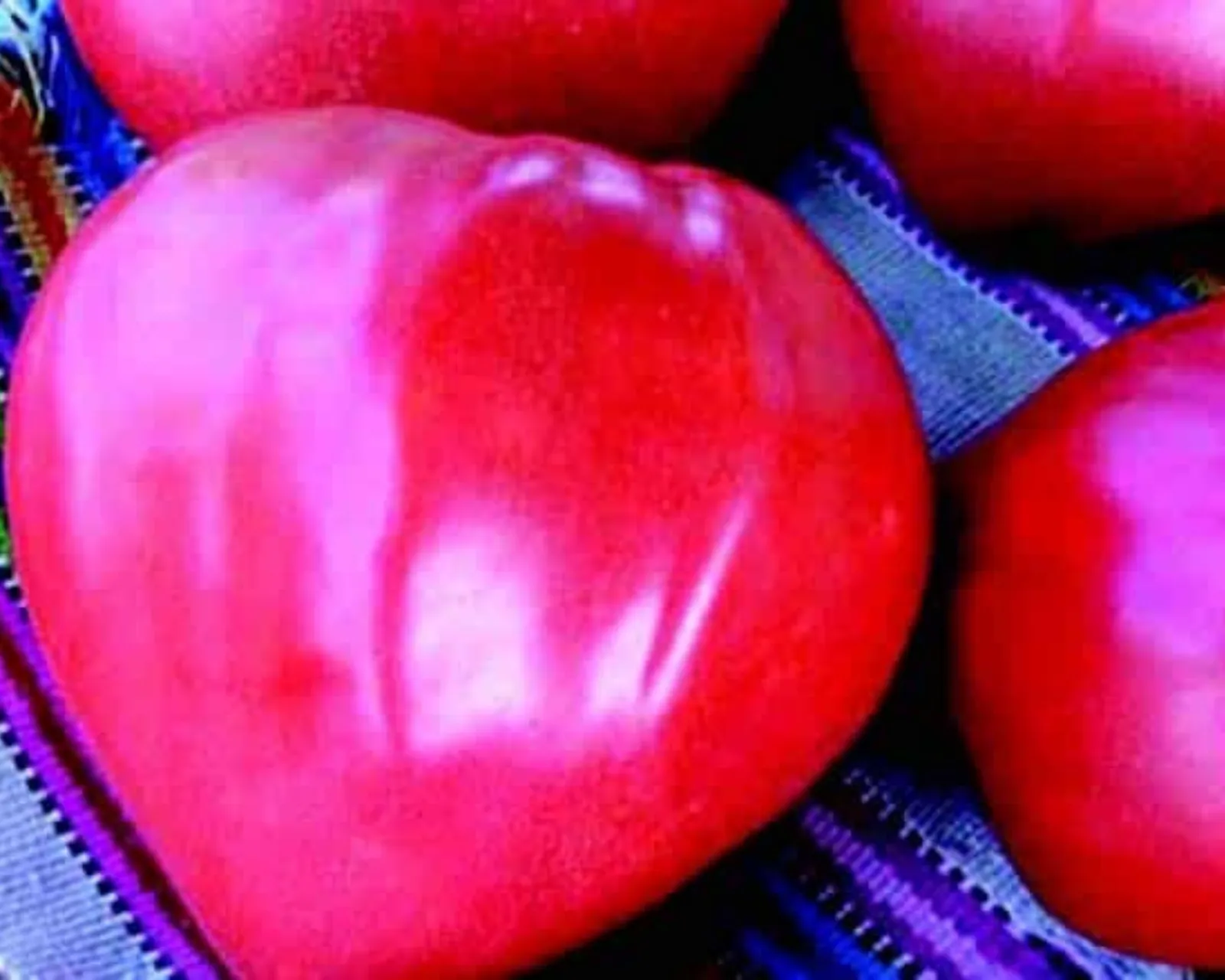Giant Oxheart Tomatoes