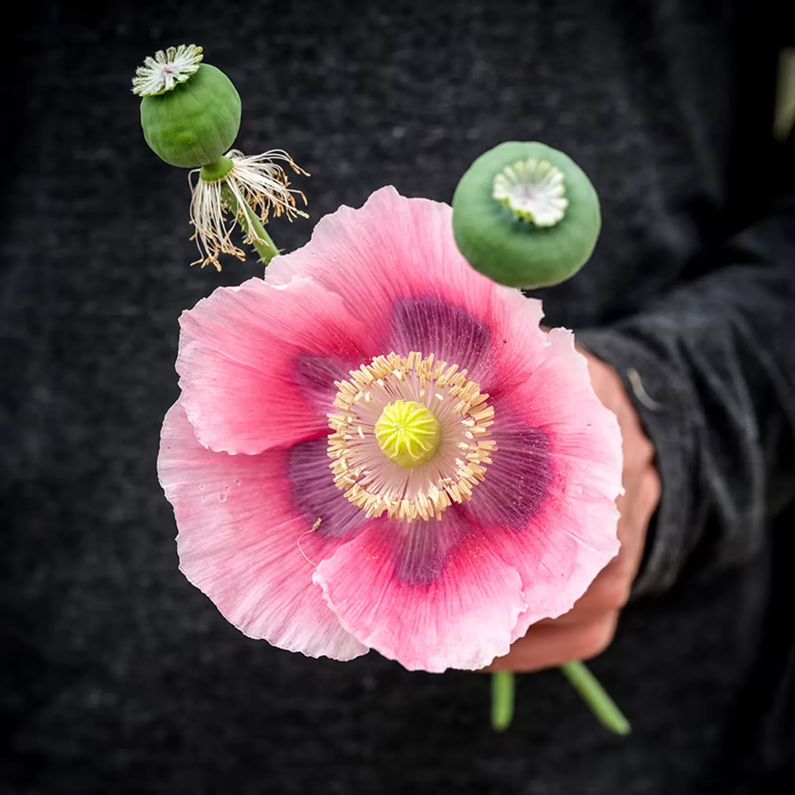 Giant Rattle Breadseed Poppies