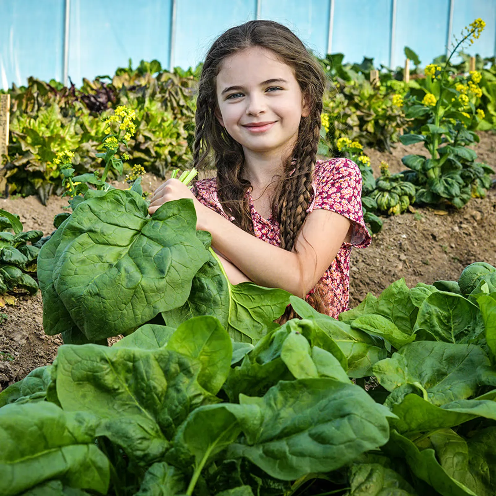 Gigante d' Inverno Spinach
