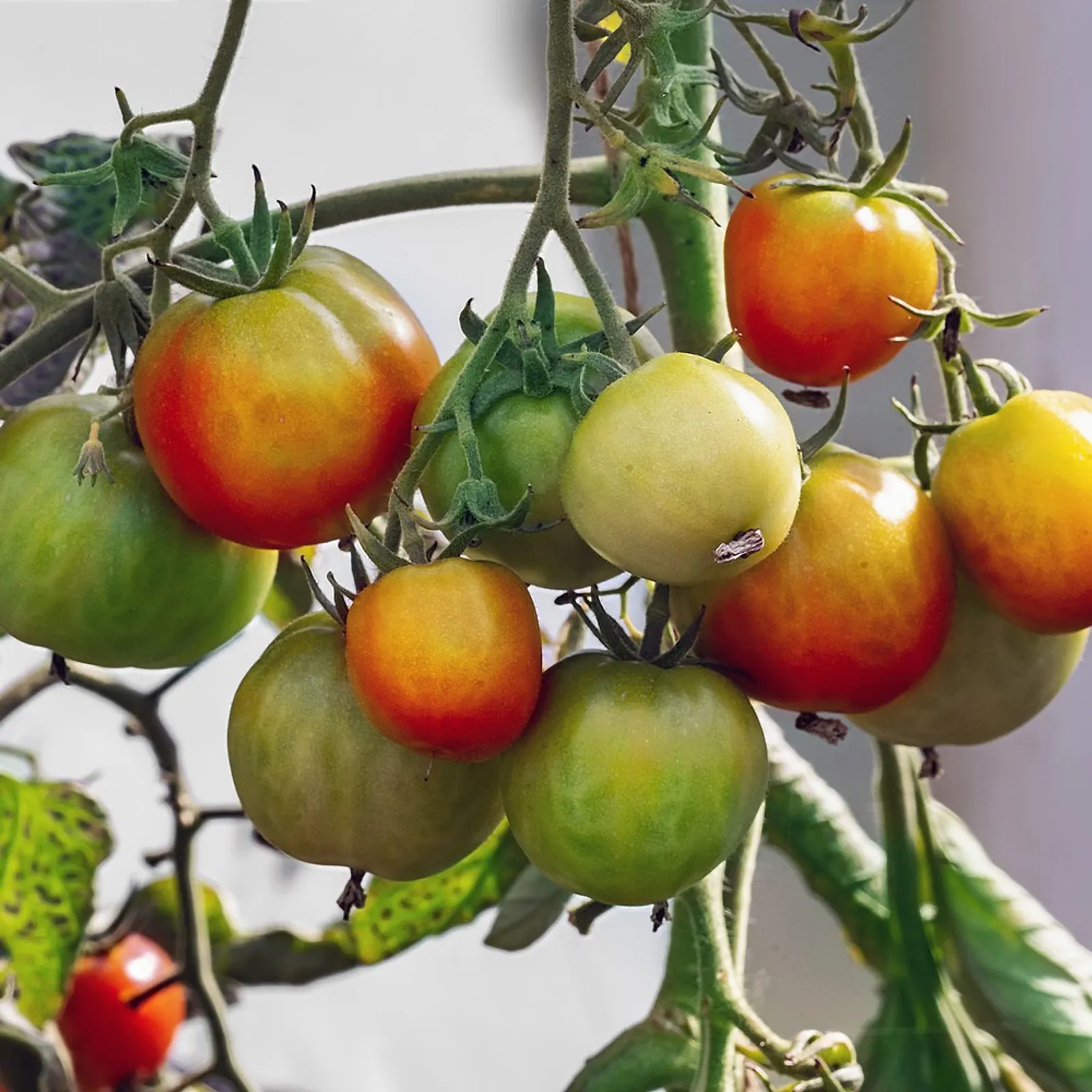 Glacier Bush Tomatoes