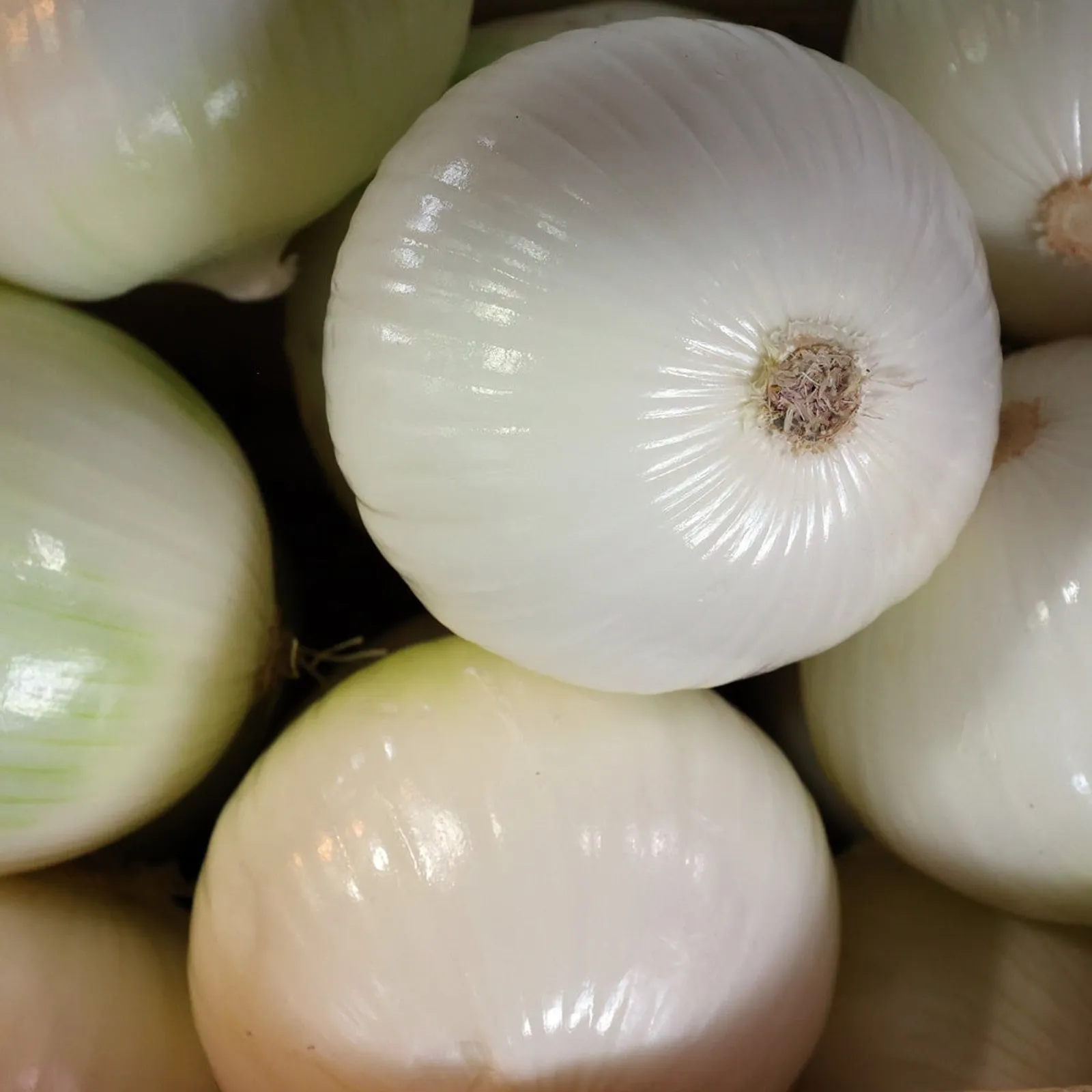 Gladstone Onions
