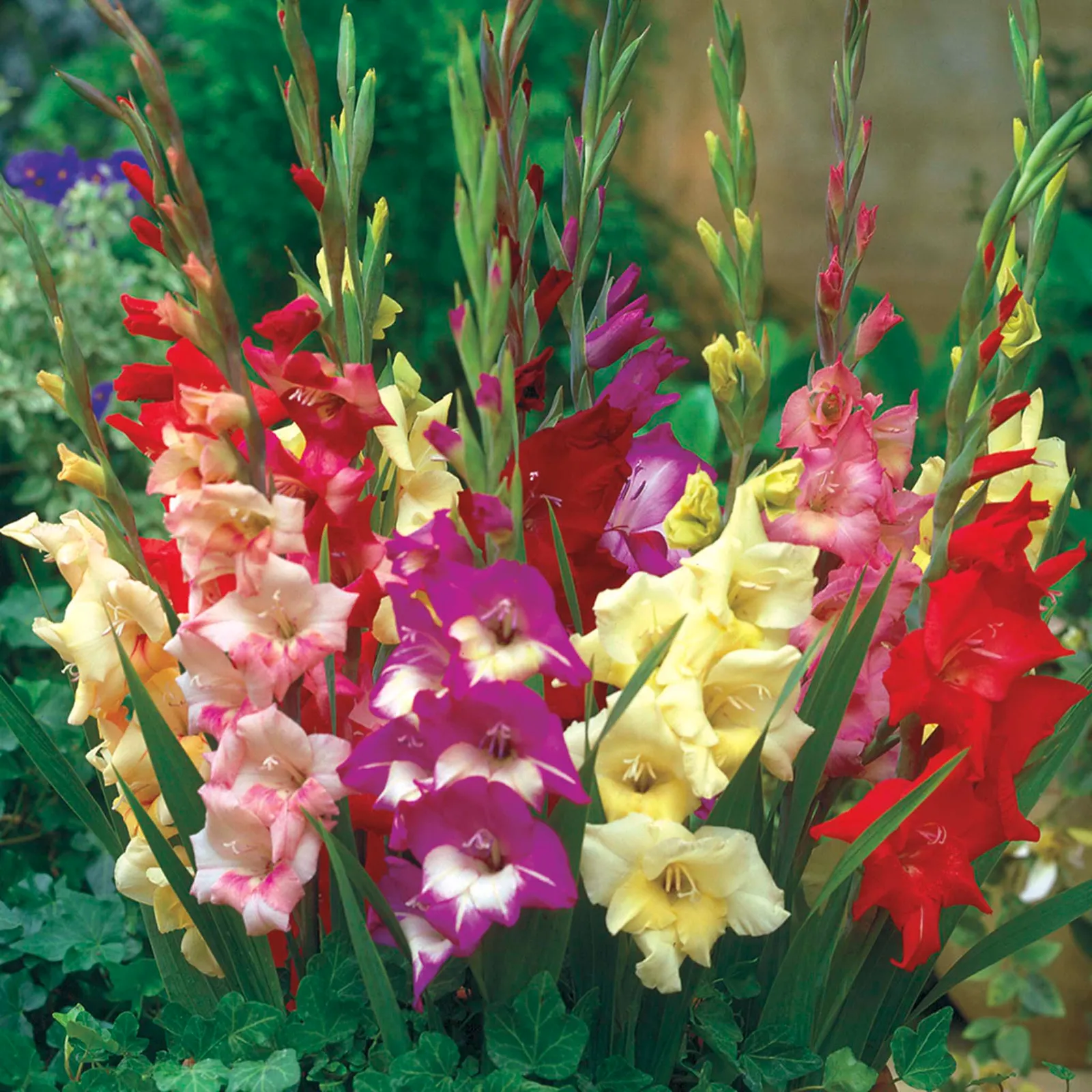 Glamini Mix Gladiolus