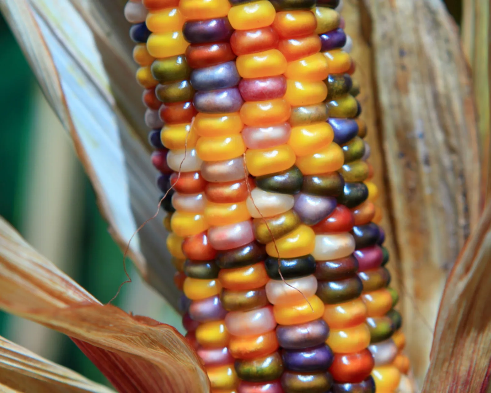 Glass Gem Corn