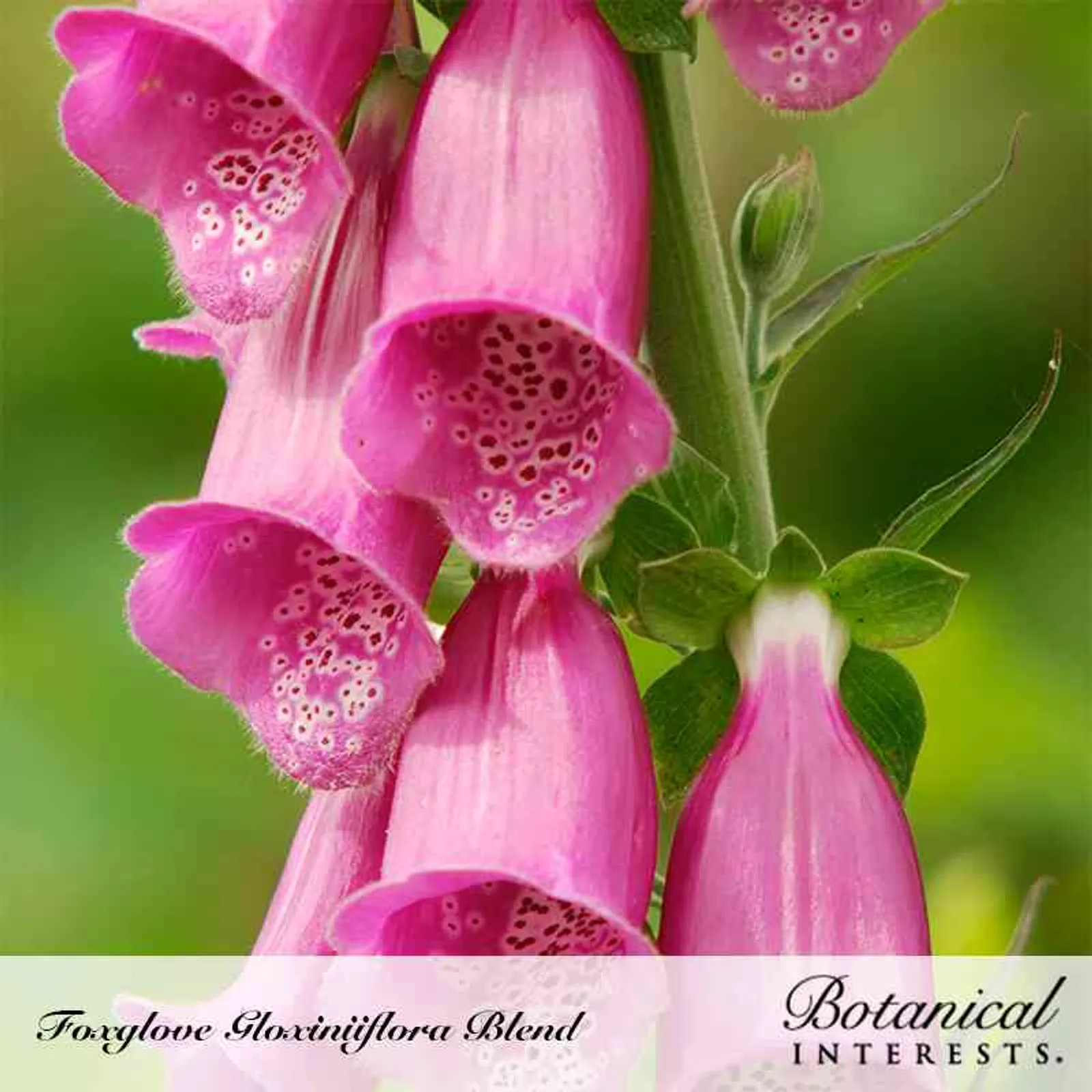 Gloxiniiflora Blend Foxglove