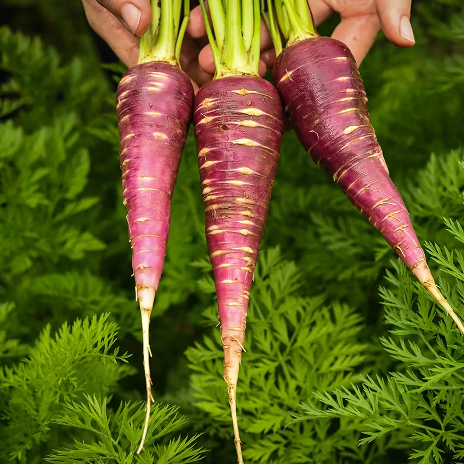 Gniff Carrots