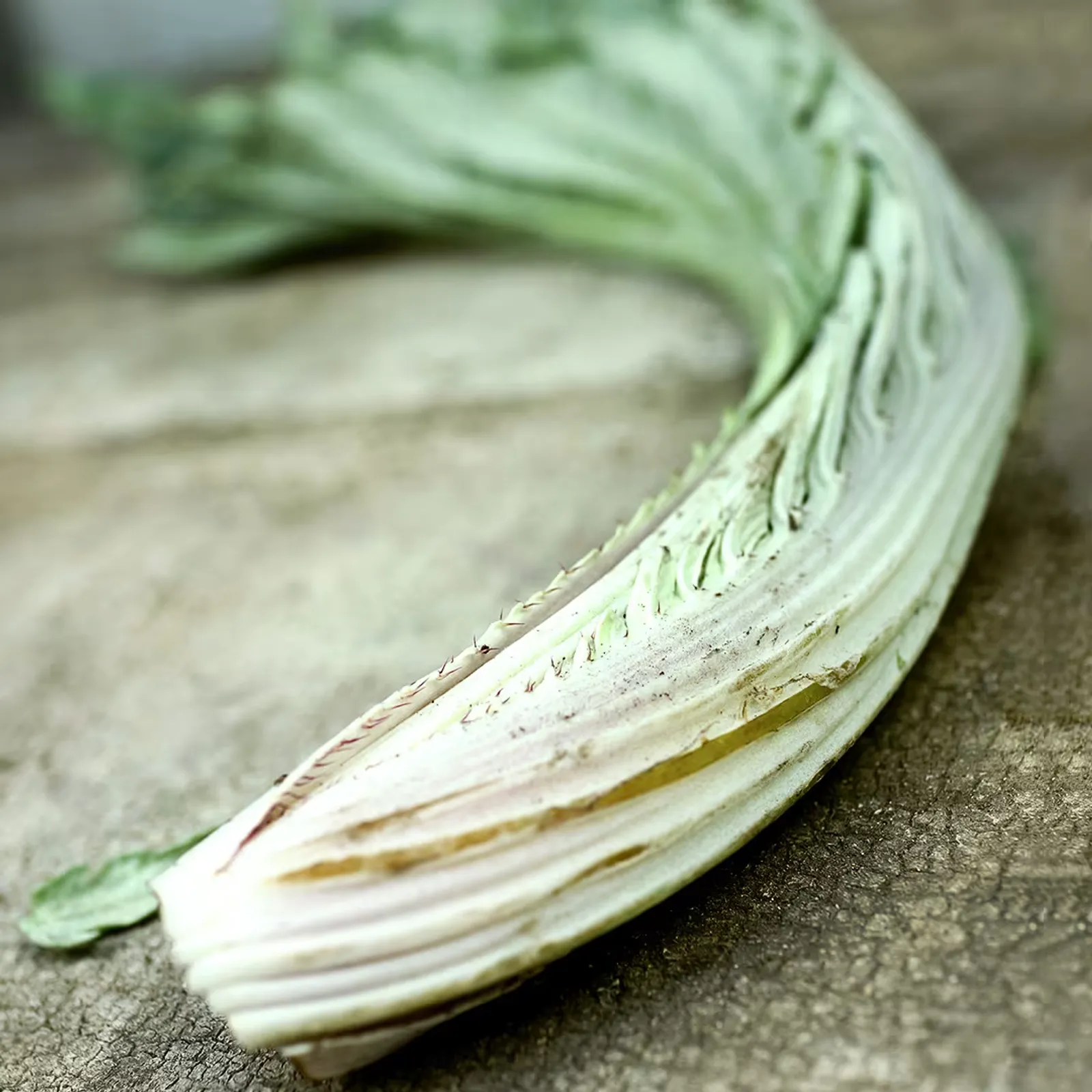 Gobbo Di Nizzia Artichoke