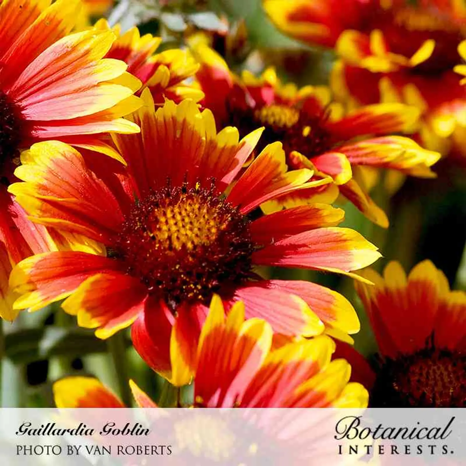 Goblin Gaillardia Black-Eyed Susan