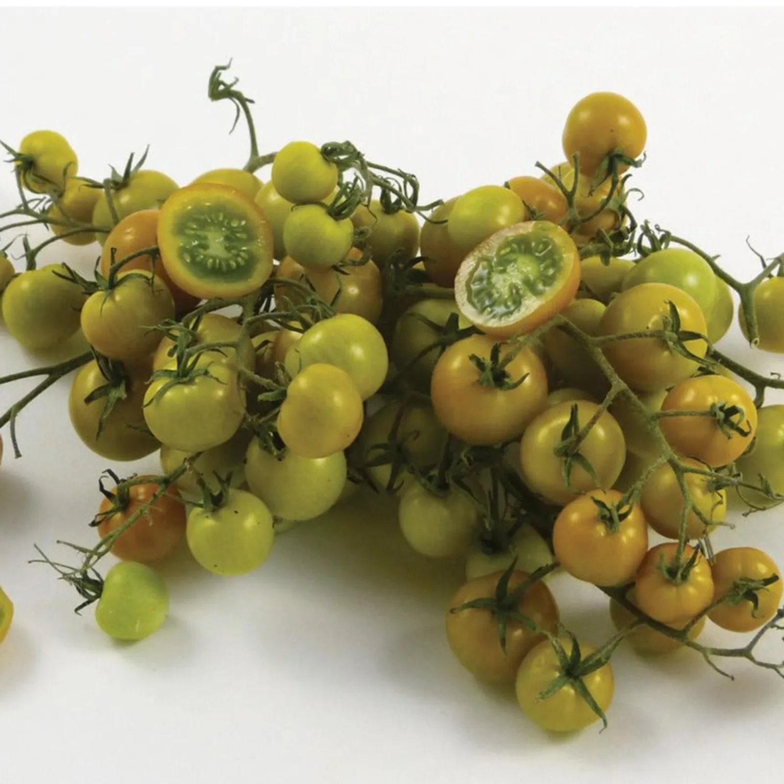 Gobstopper Tomatoes