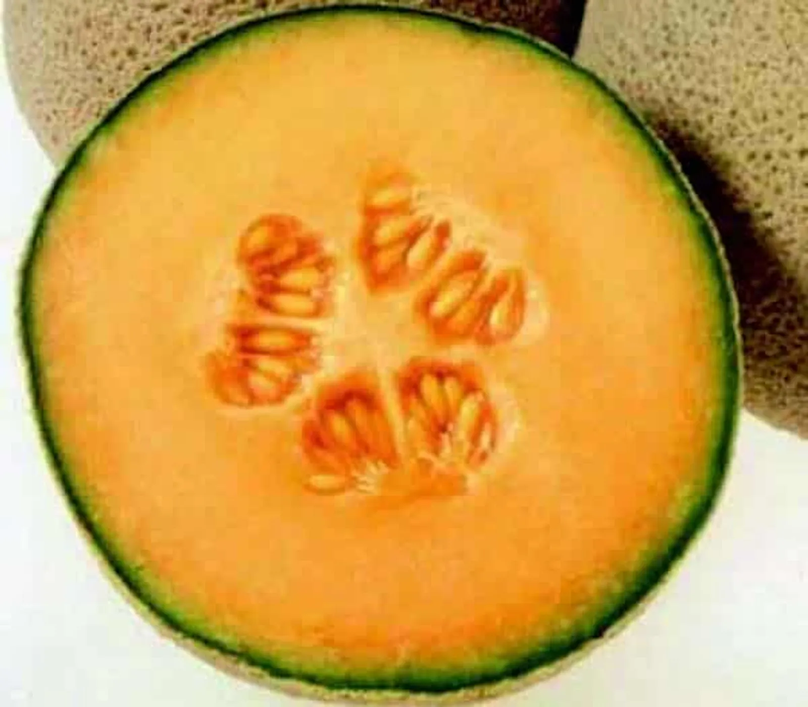 Goddess Hybrid Melon Cantaloupe