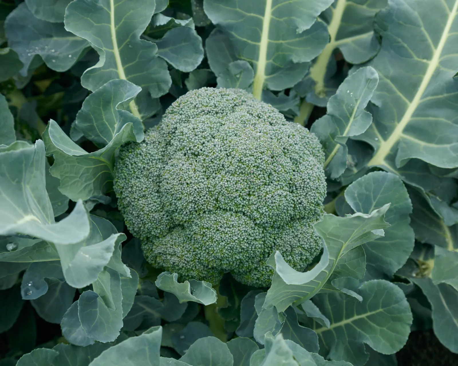 Godzilla Broccoli