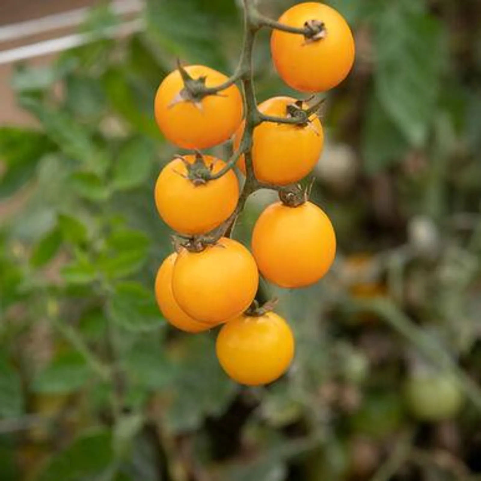 Gold Nuggets Tomatoes