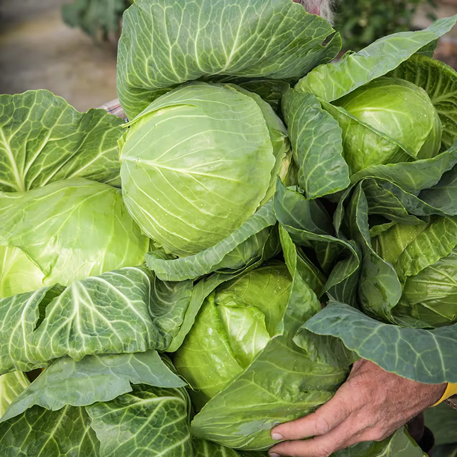 Golden Acre Cabbage