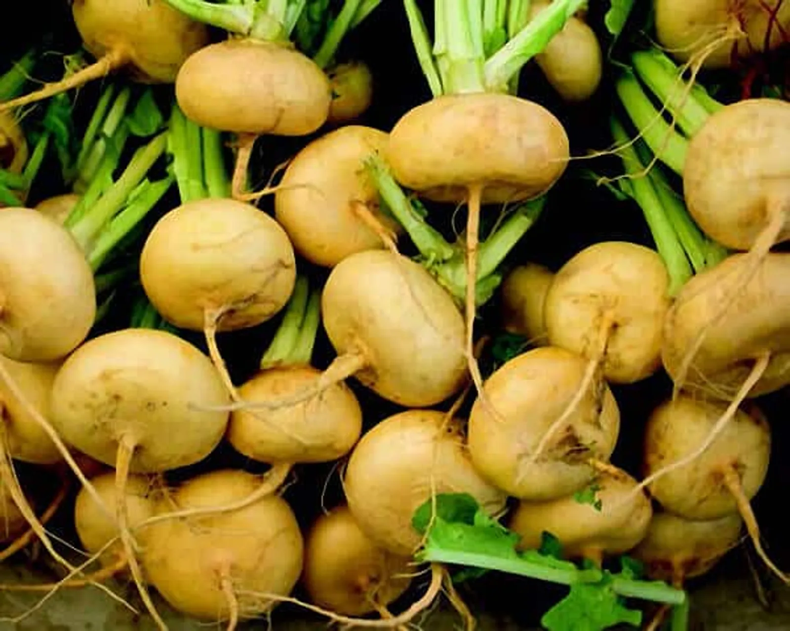 Golden Ball Turnips