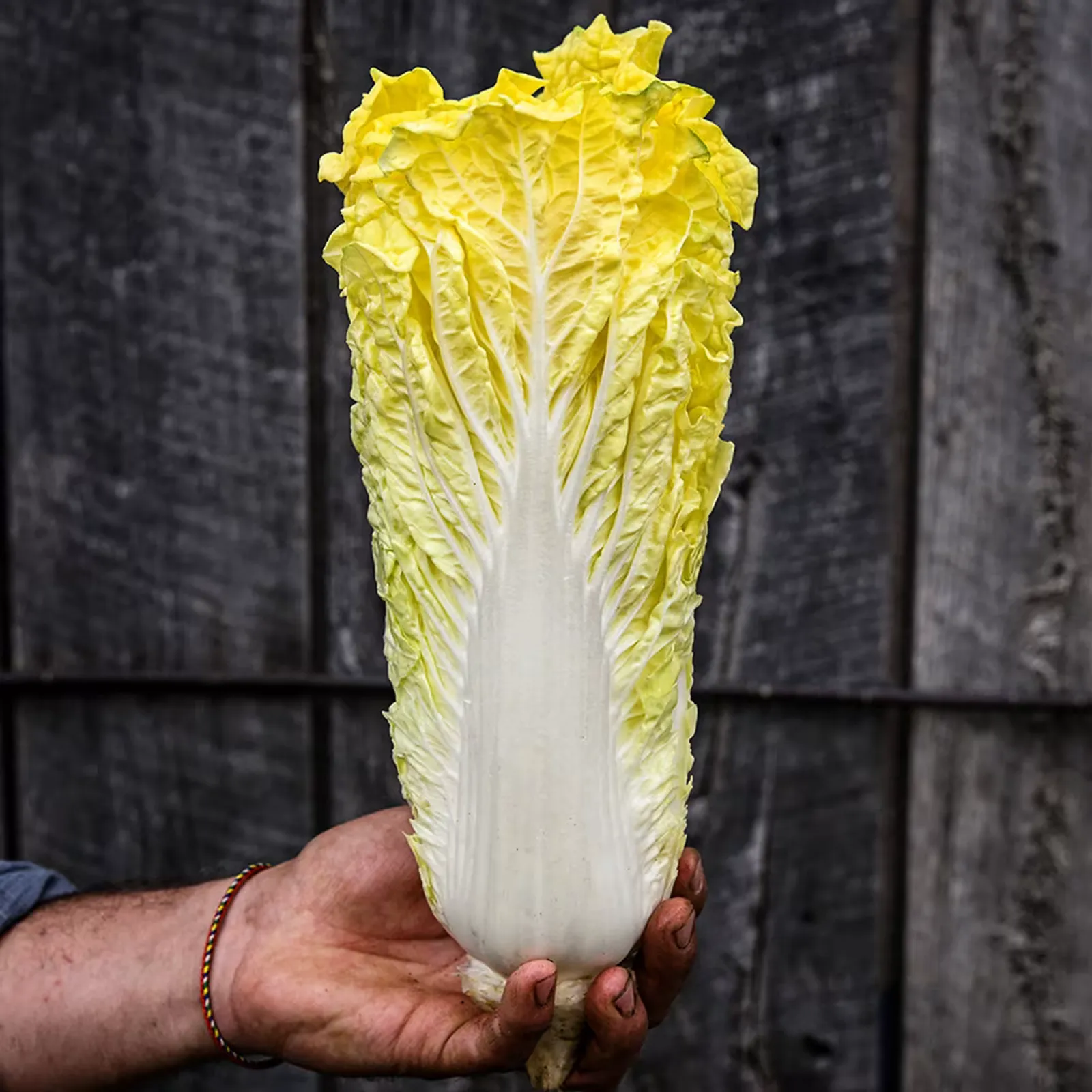 Golden Beauty Cabbage