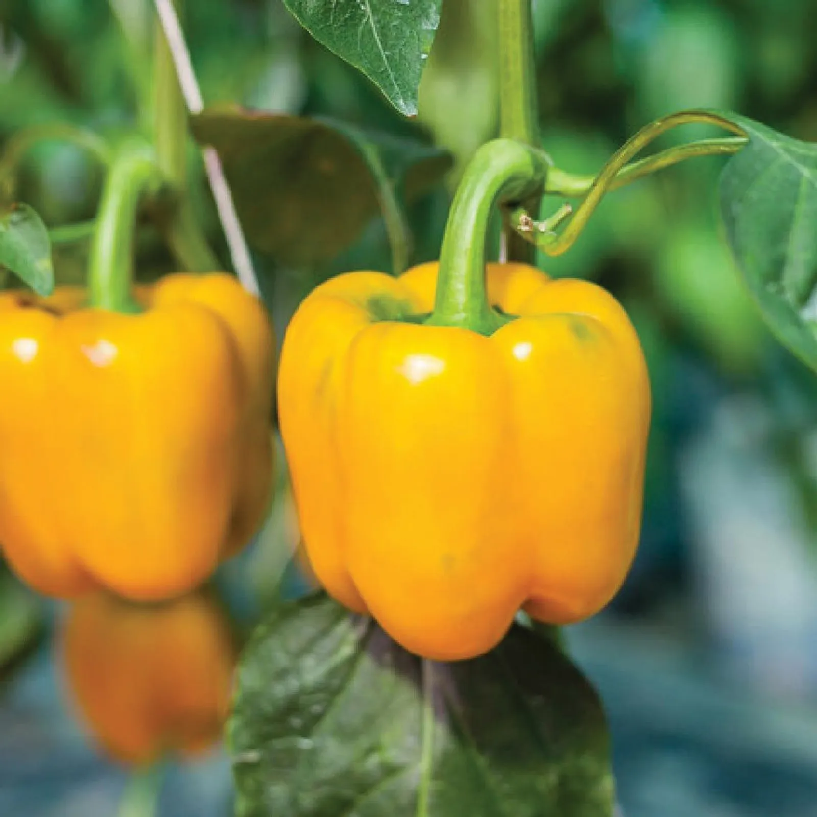 Golden Calwonder Peppers