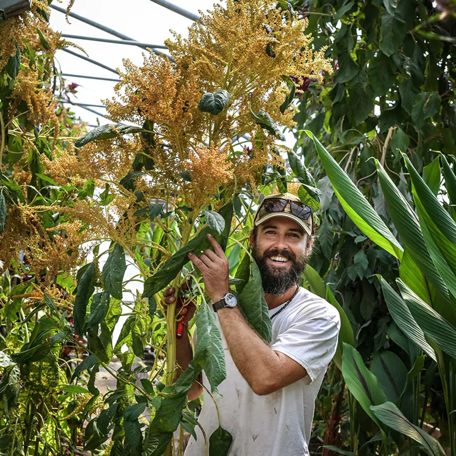 Golden Giant Amaranth