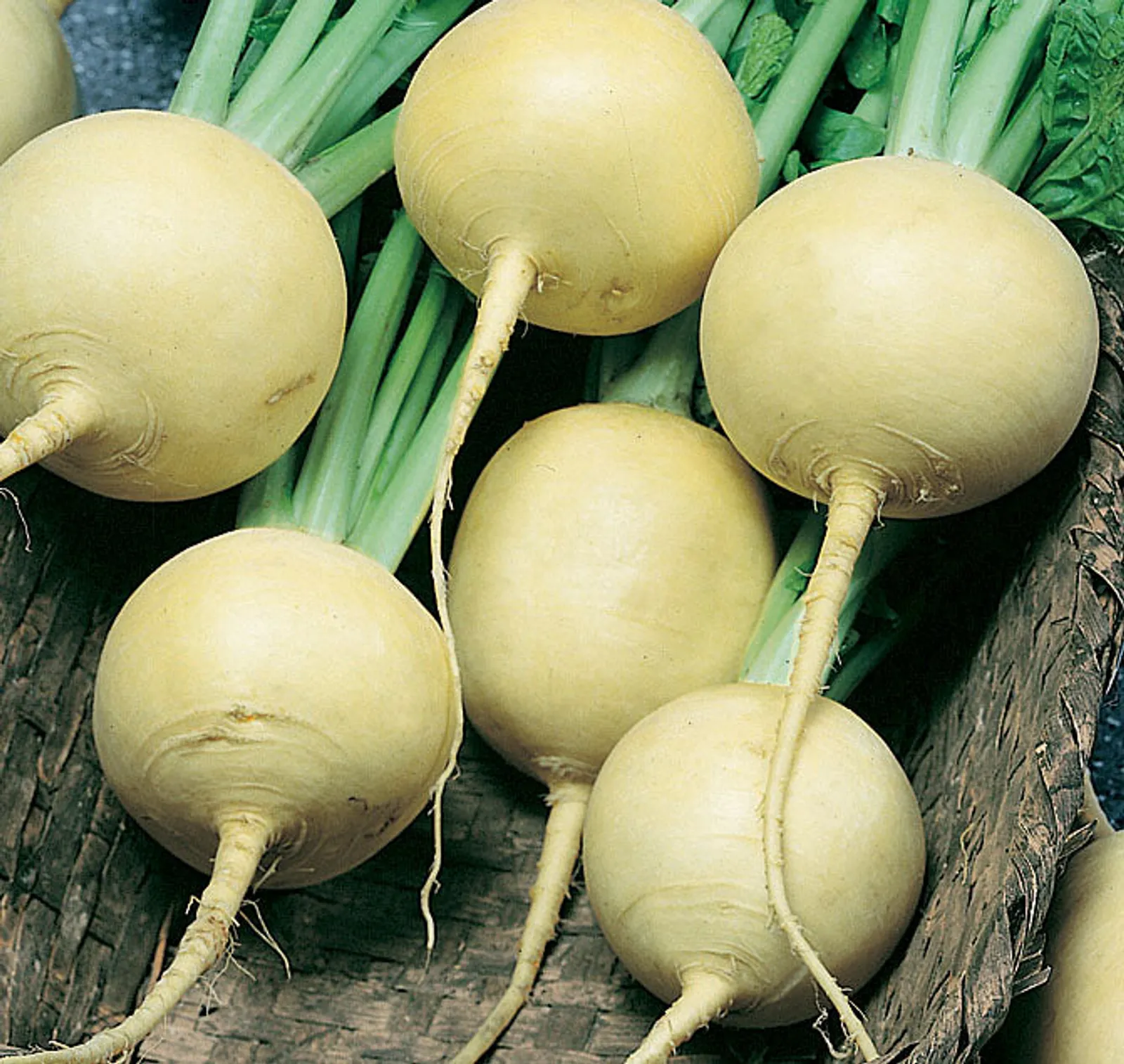 Golden Globe Turnips