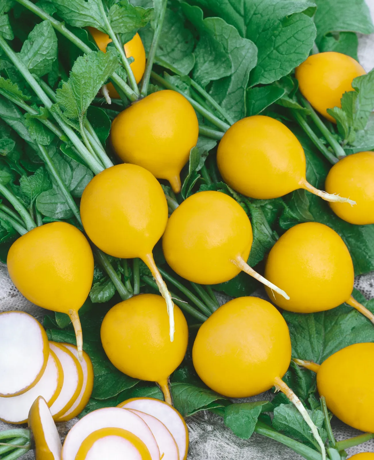 Golden Helios Radishes