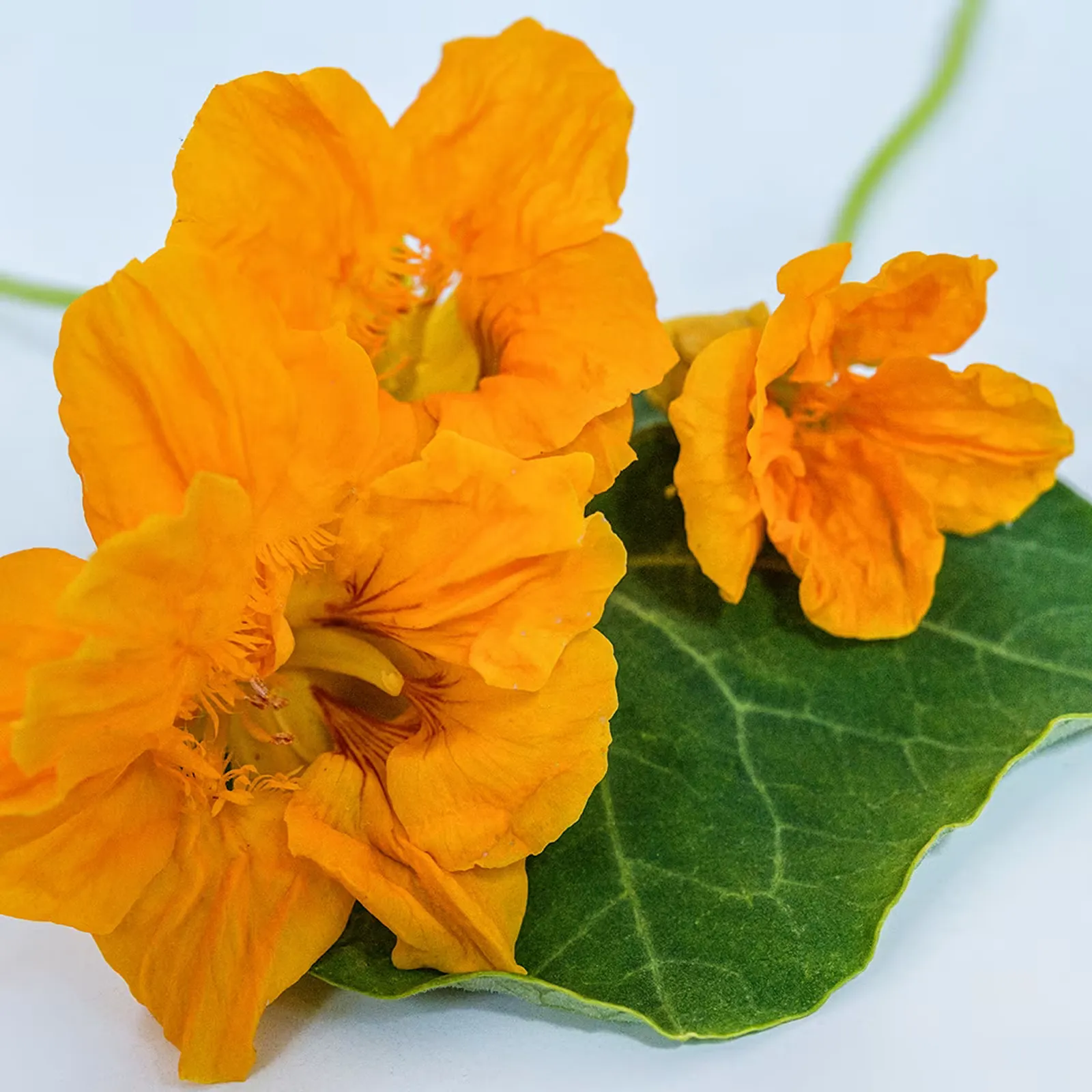 Golden Jewel Nasturtium