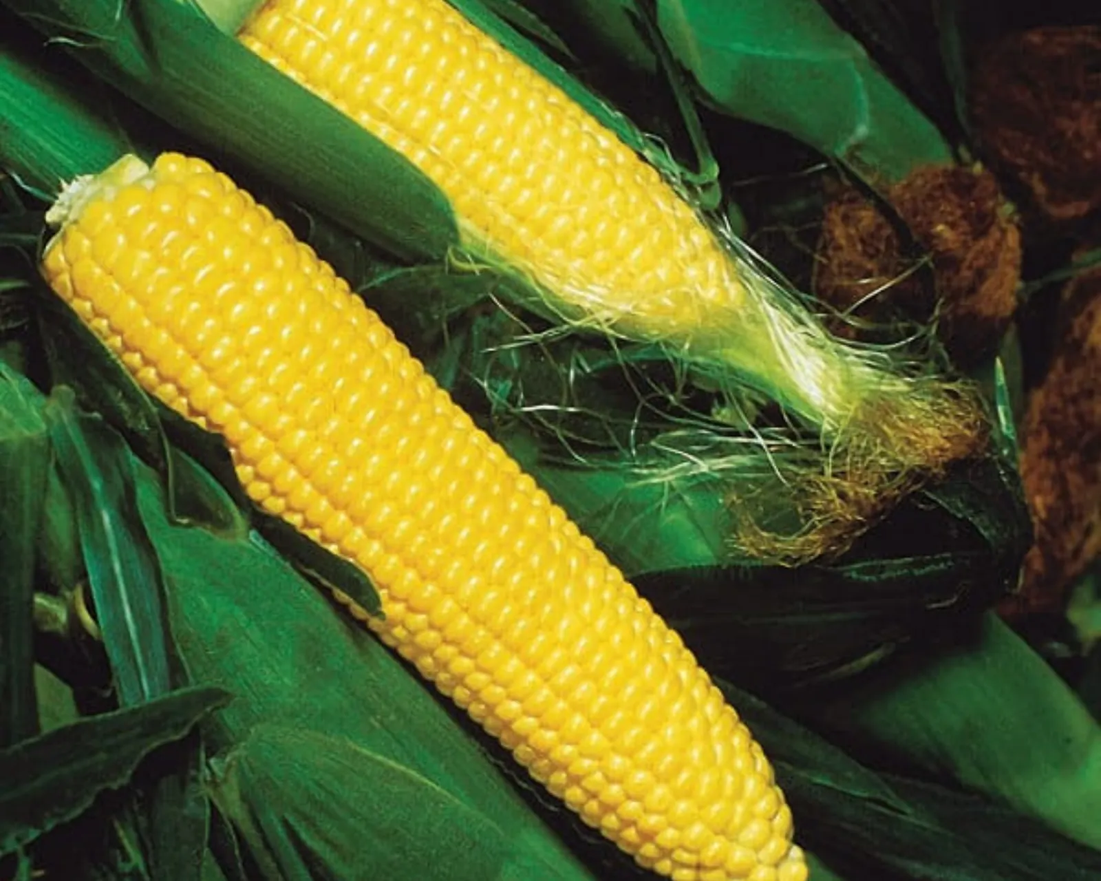 Golden Jubilee (Yellow Su) Corn