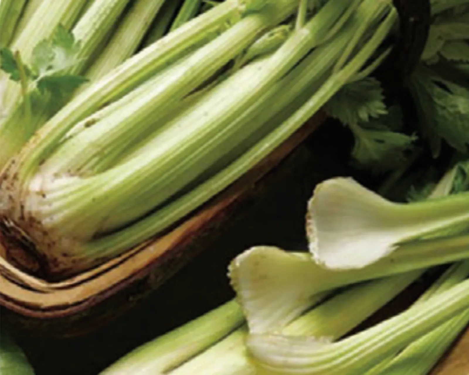 Golden Self-Blanching Celery
