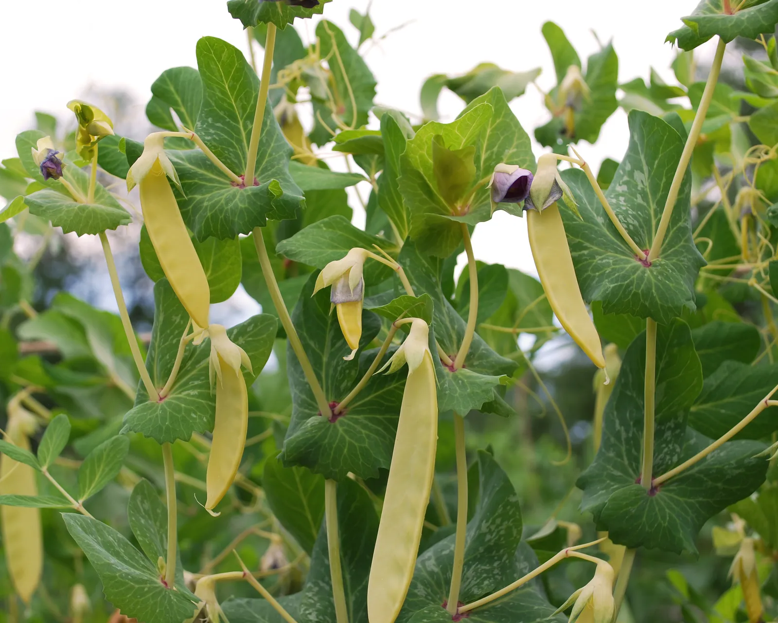 Golden Sweet Snow Peas