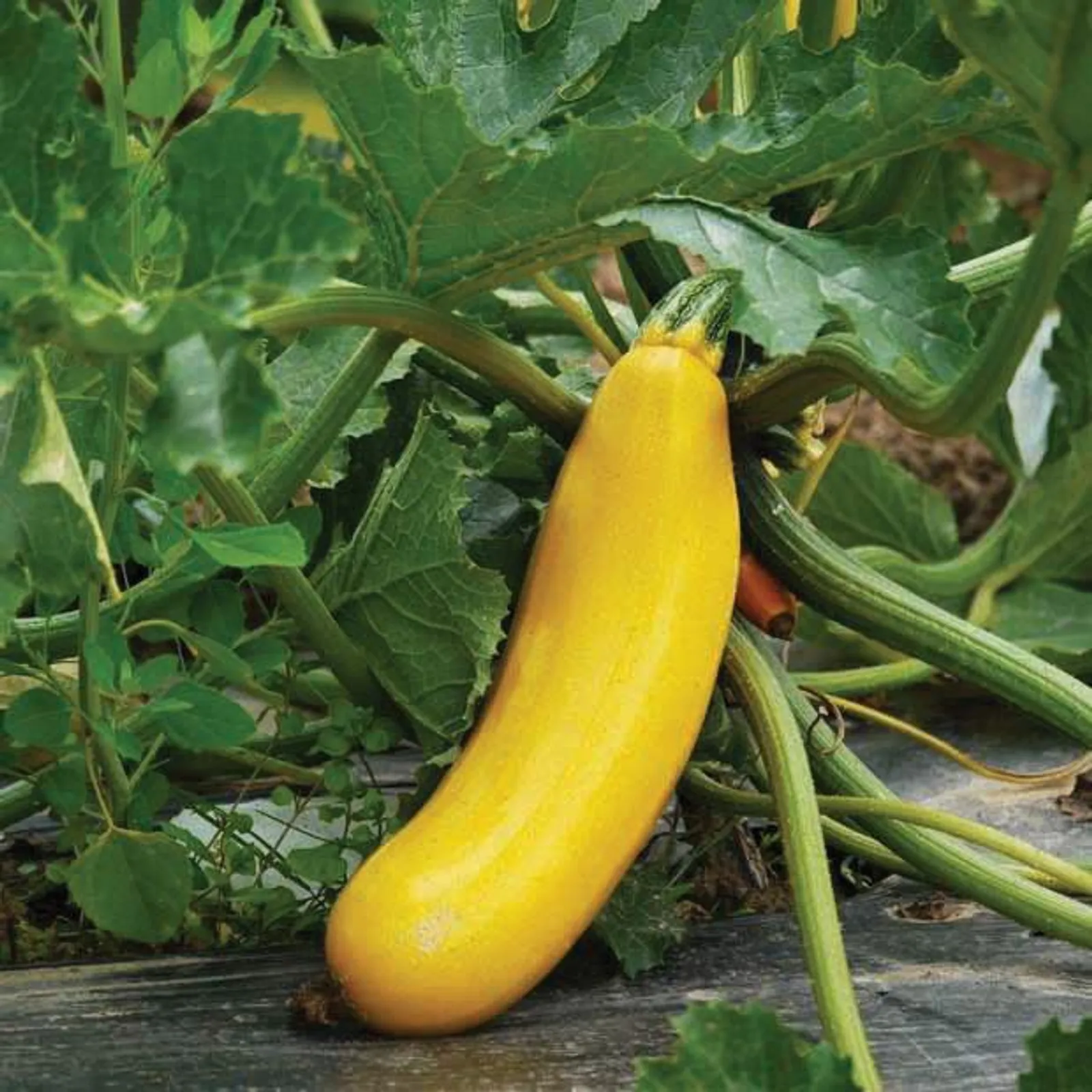 Burpee Golden Zucchini Squash
