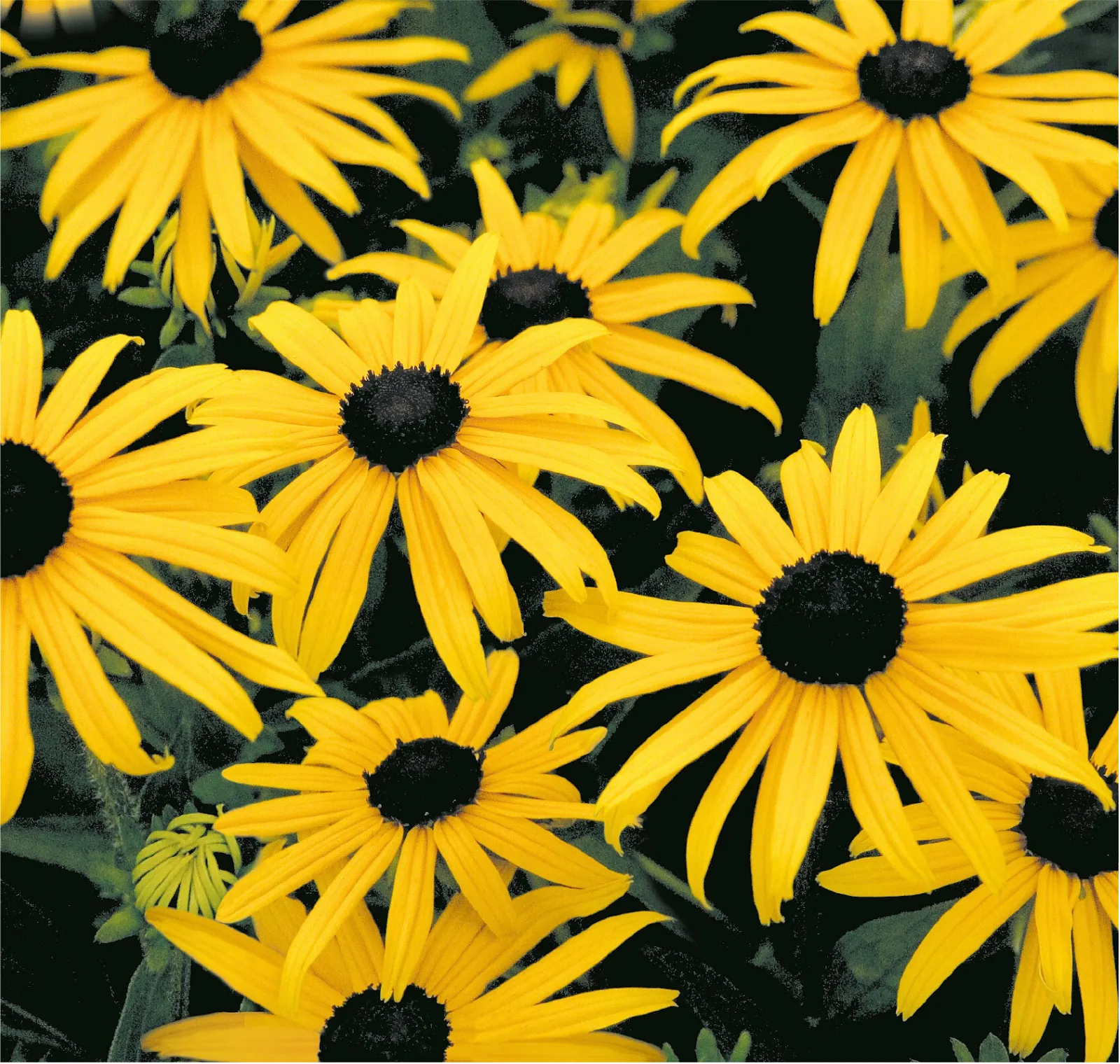 Goldsturm Rudbeckia Black-Eyed Susan