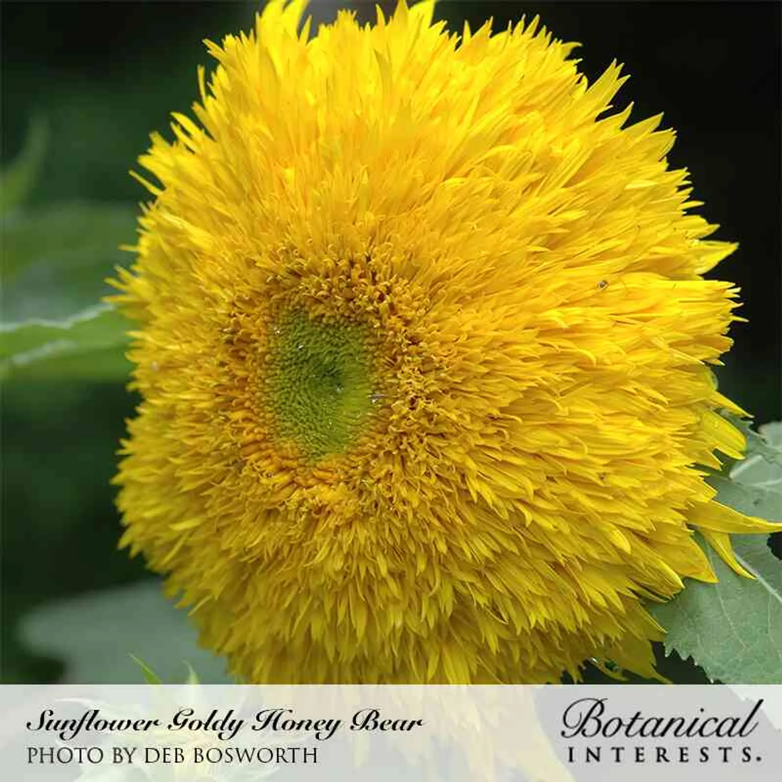 Goldy Honey Bear Sunflower