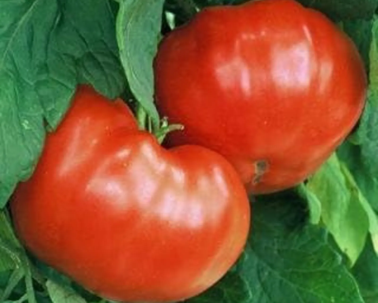 Goliath Bush Early Hybrid Patio Tomatoes