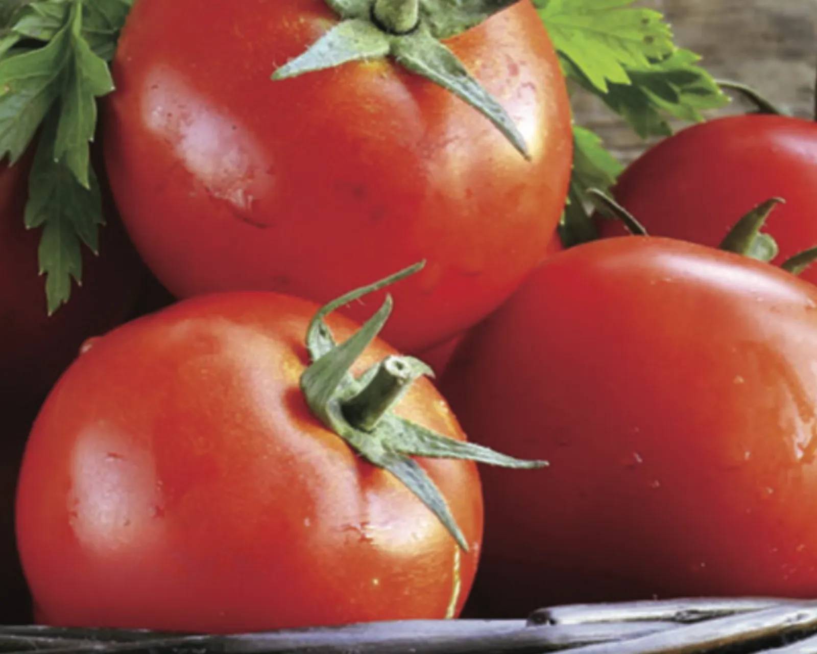 Goliath Early Tomatoes