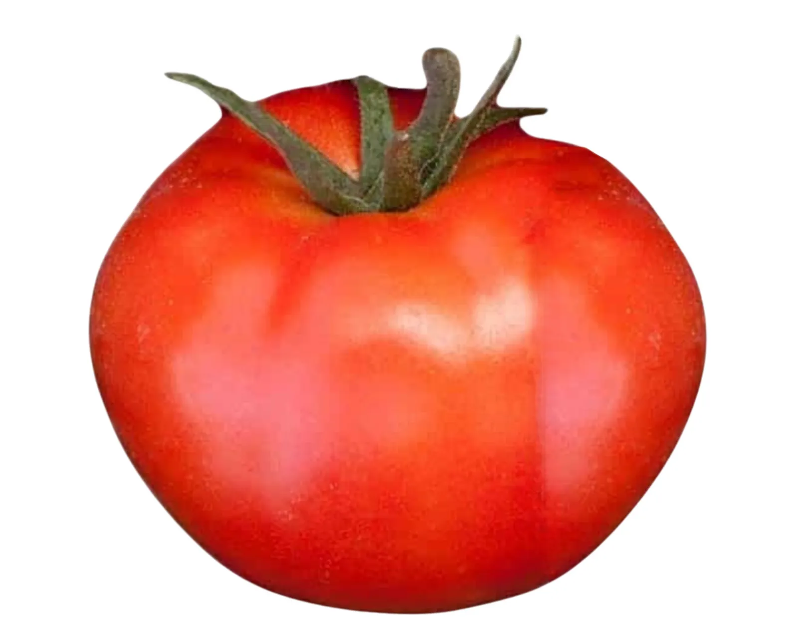 Goliath Giant Early Bush Tomatoes