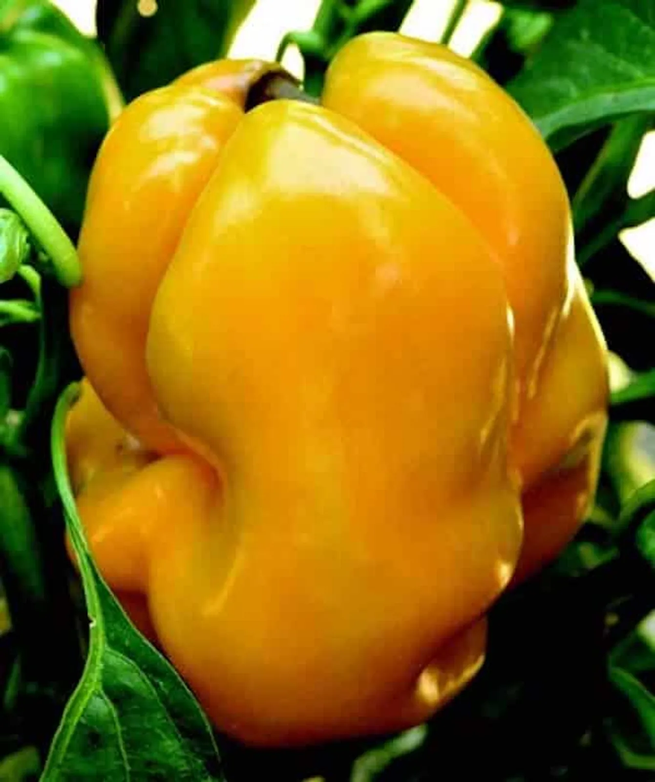 Goliath Goldrush Peppers