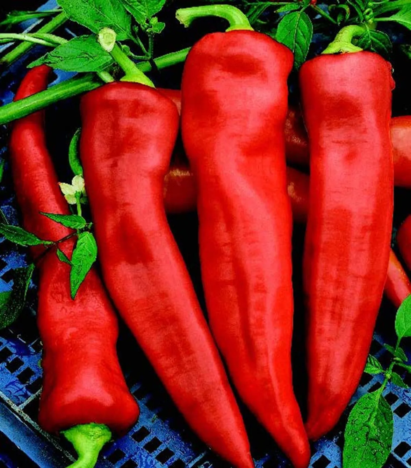 Goliath Griller Peppers