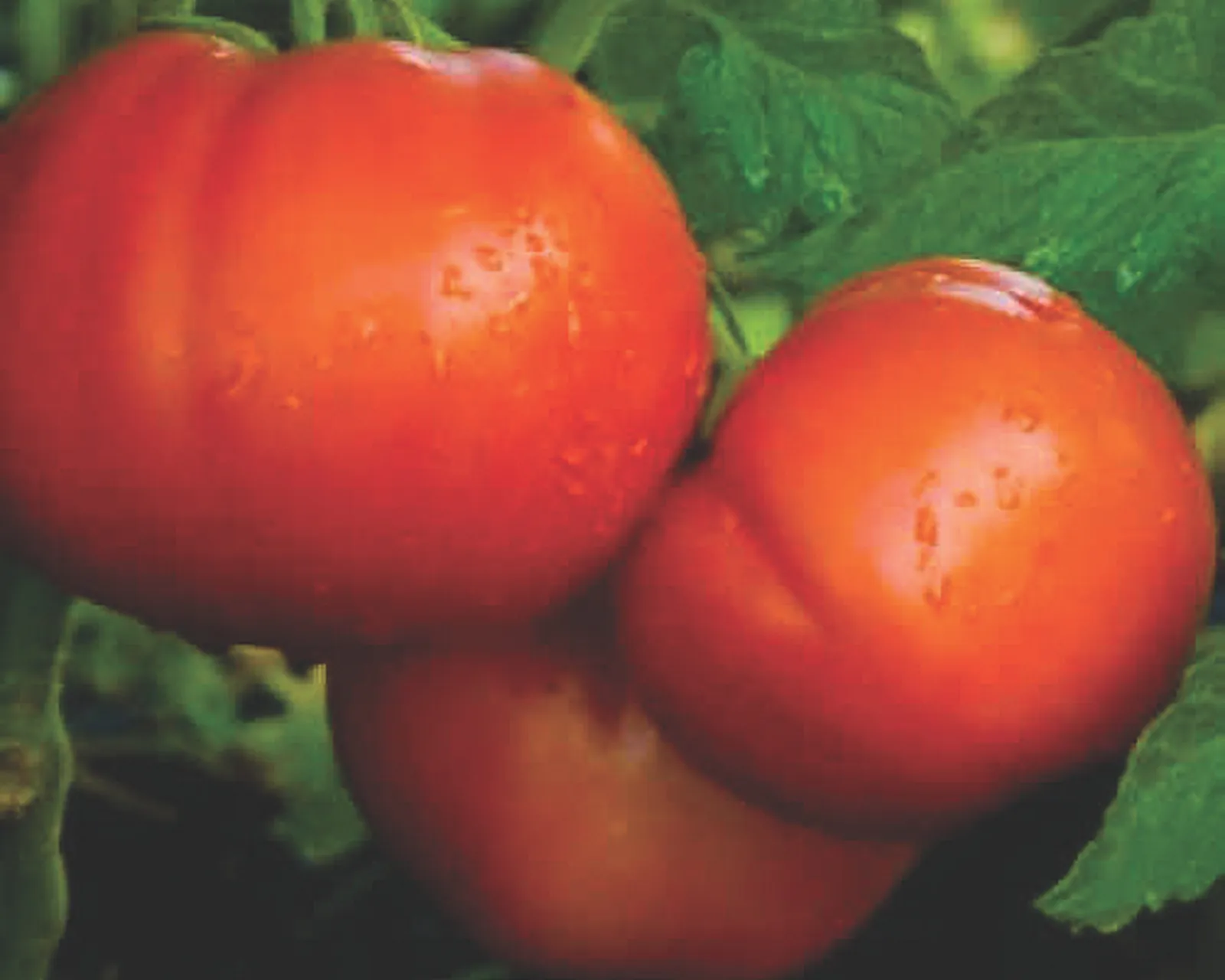 Goliath Italian Hybrid Red Beefsteak Tomatoes