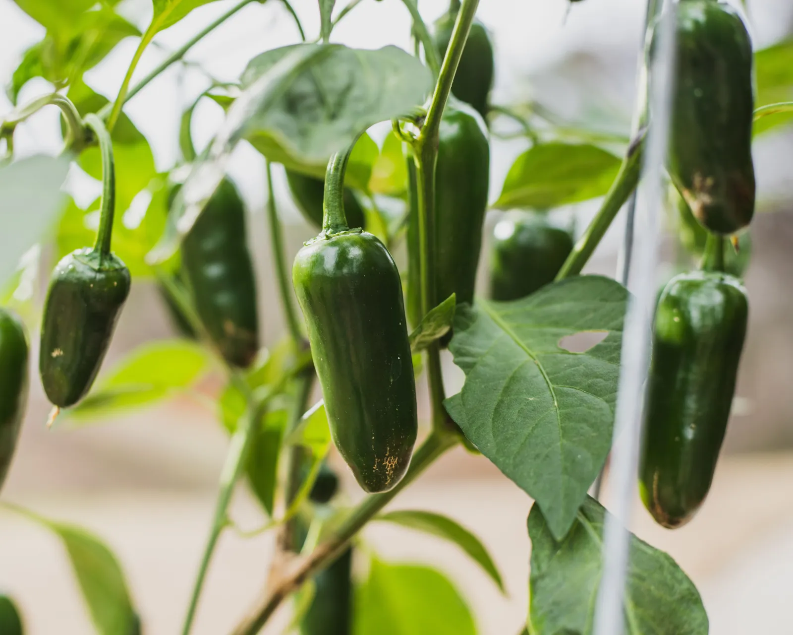 Big Guy Jalapeño Peppers