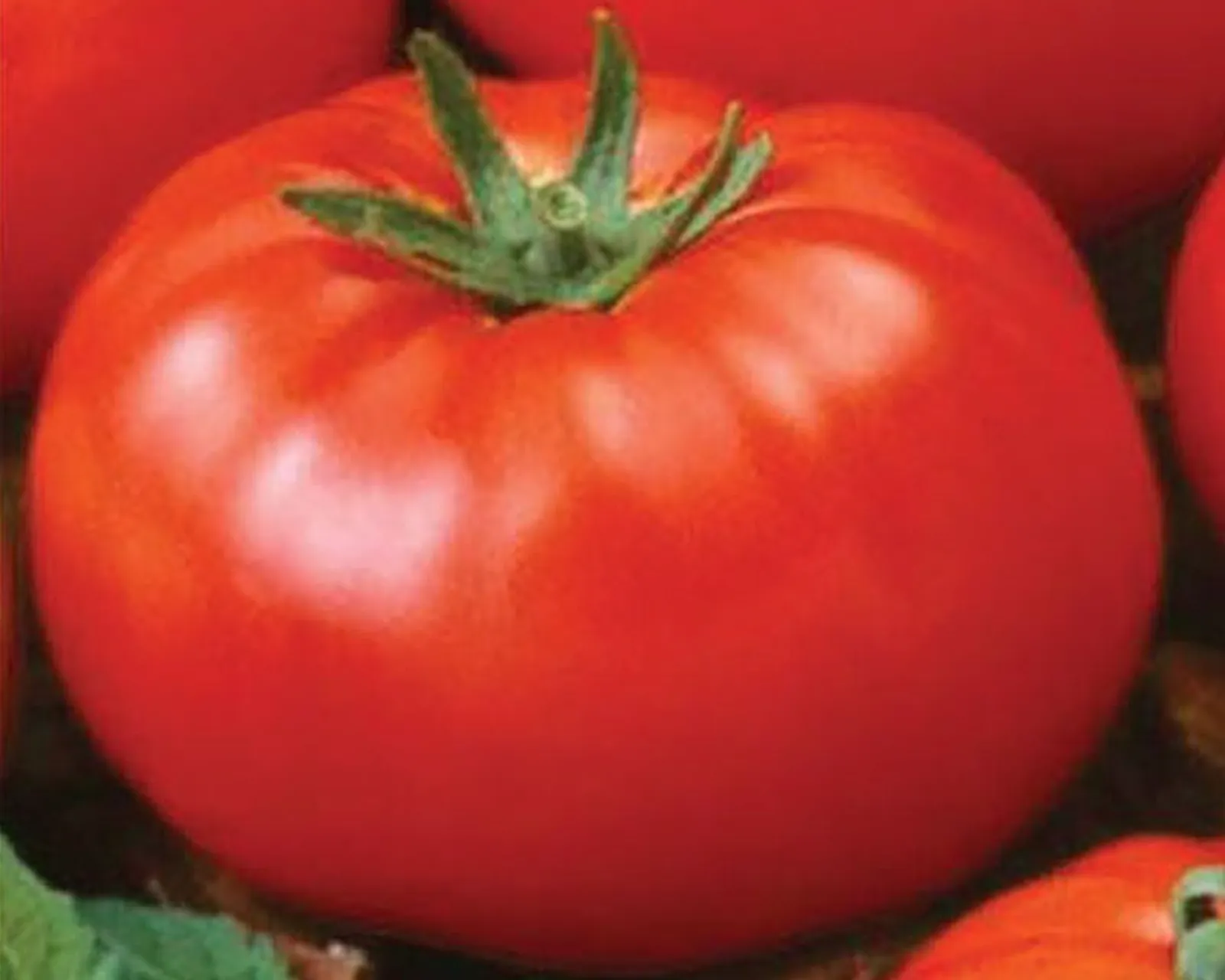 Goliath Old-Fashioned Tomatoes
