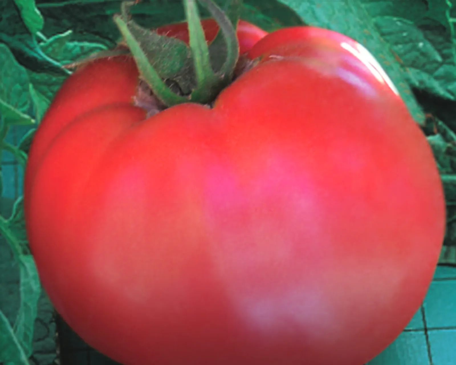 Goliath Original Hybrid Red Slicing Tomatoes