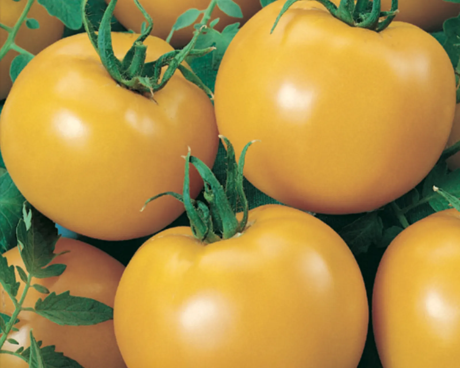 Goliath Sunny Hybrid Yellow Slicing Tomatoes