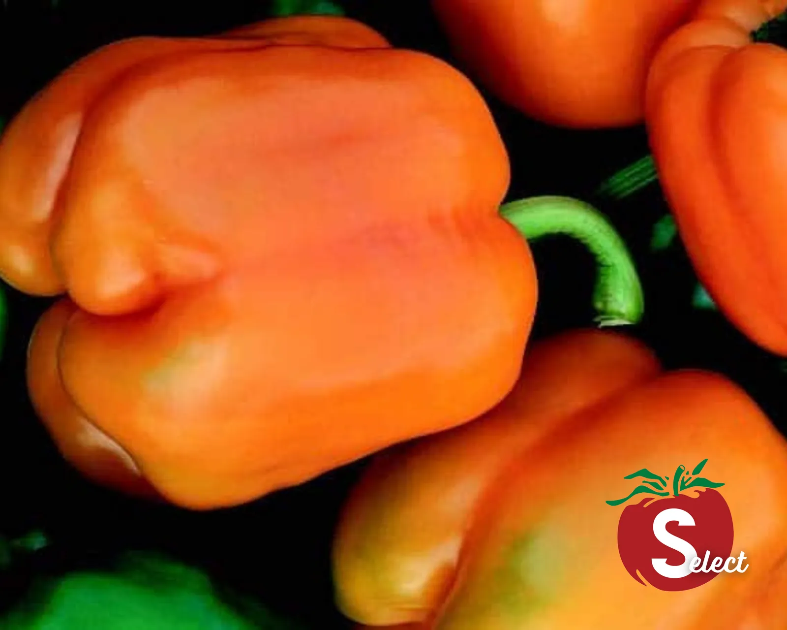 Goliath Sweet Orange Peppers