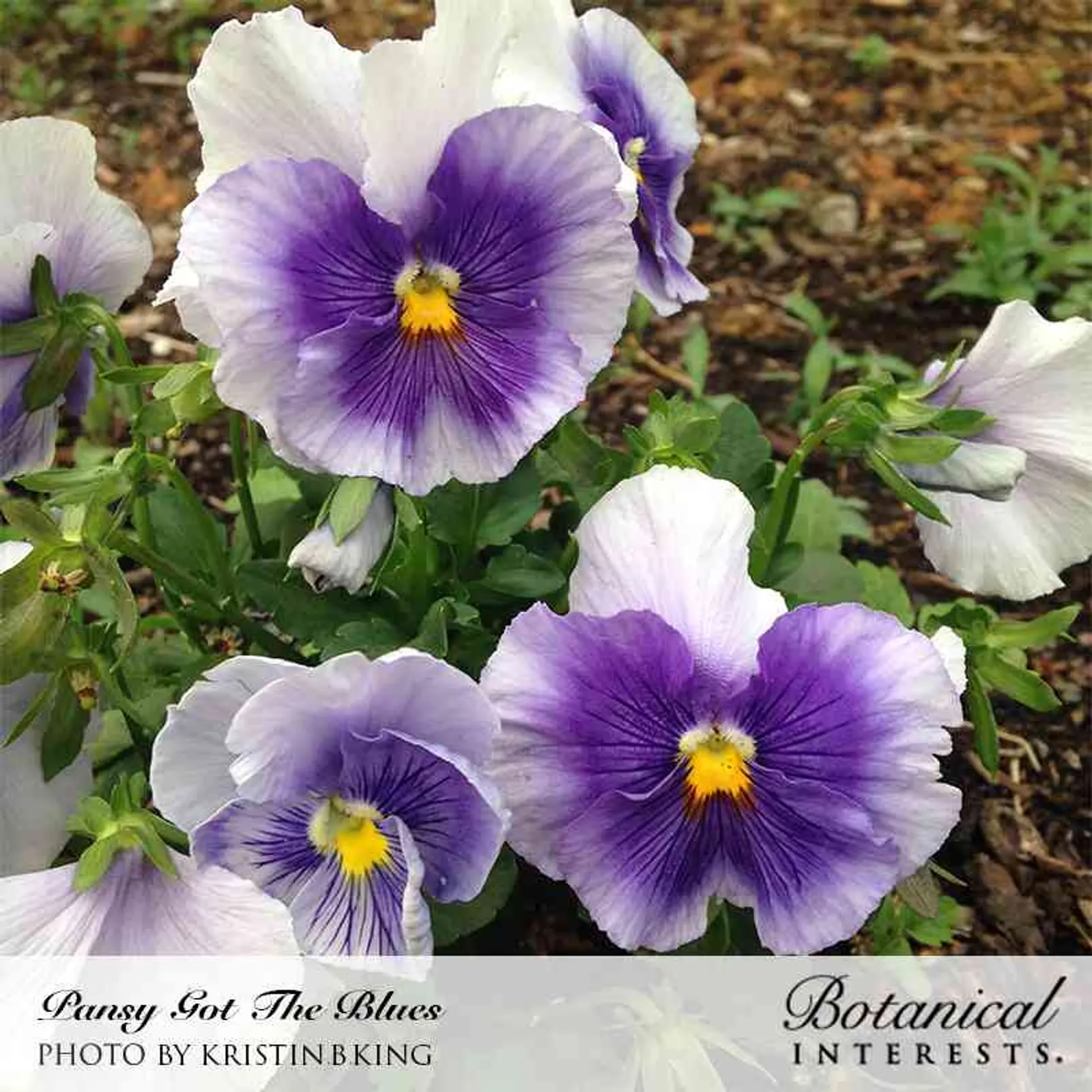 Got the Blues Pansy