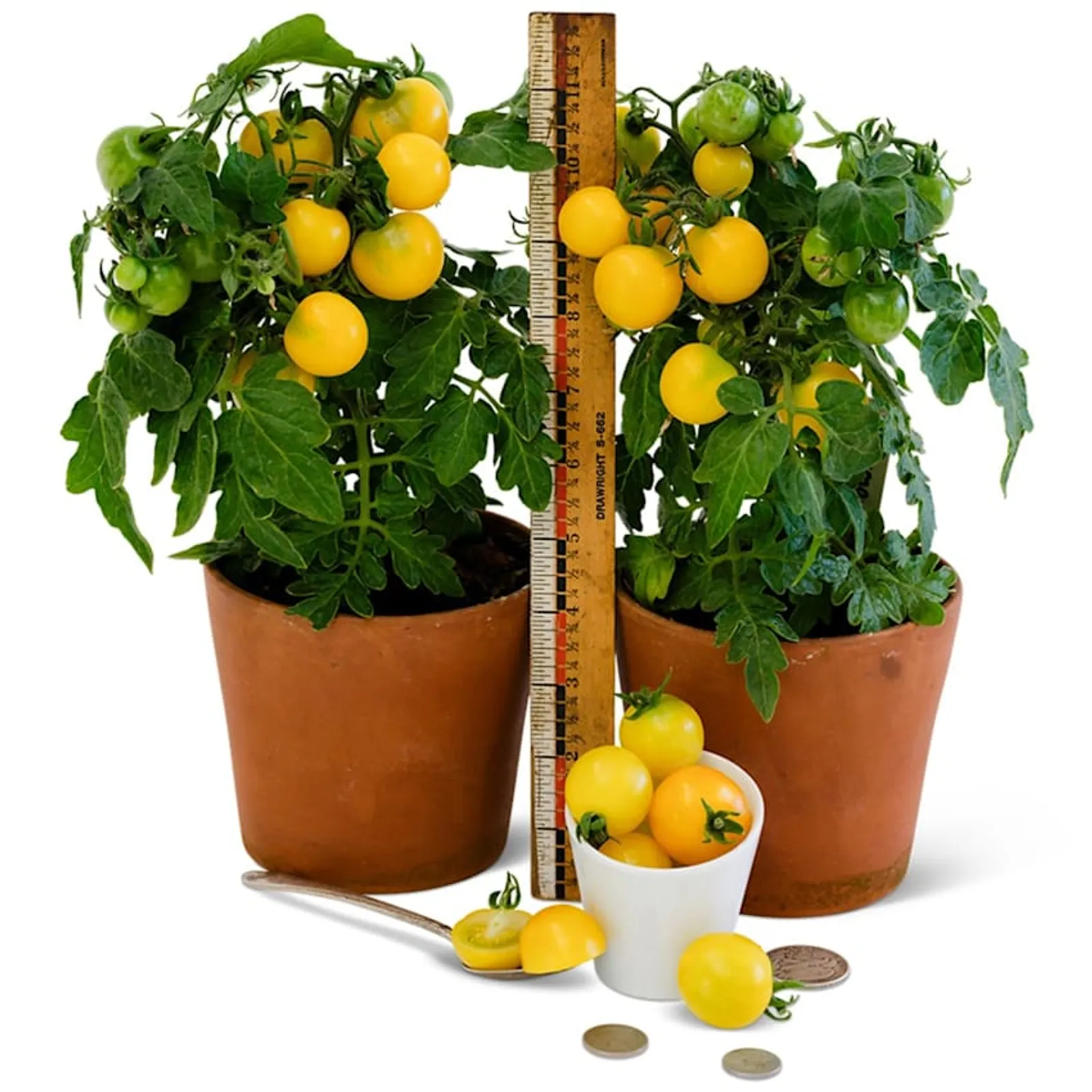 Gourmandise Yellow Tomatoes