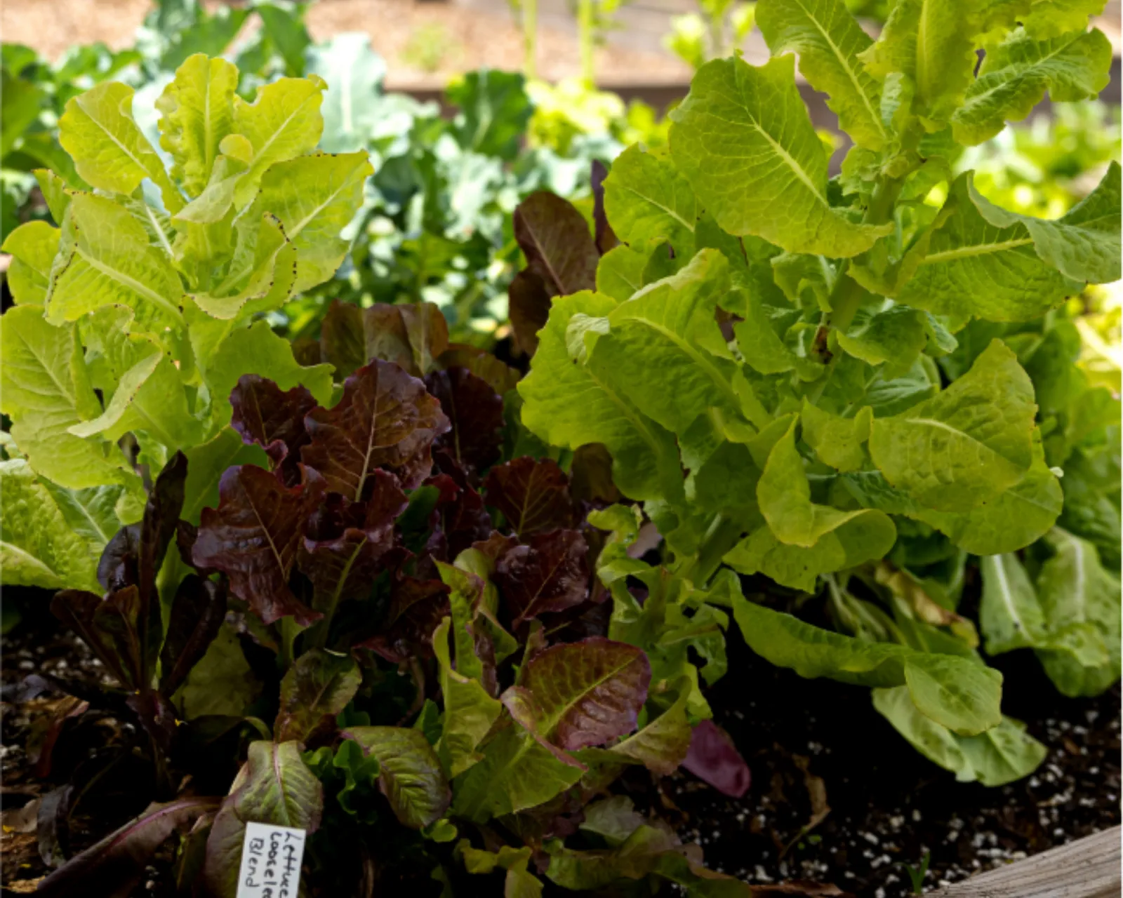 Gourmet Blend Lettuce