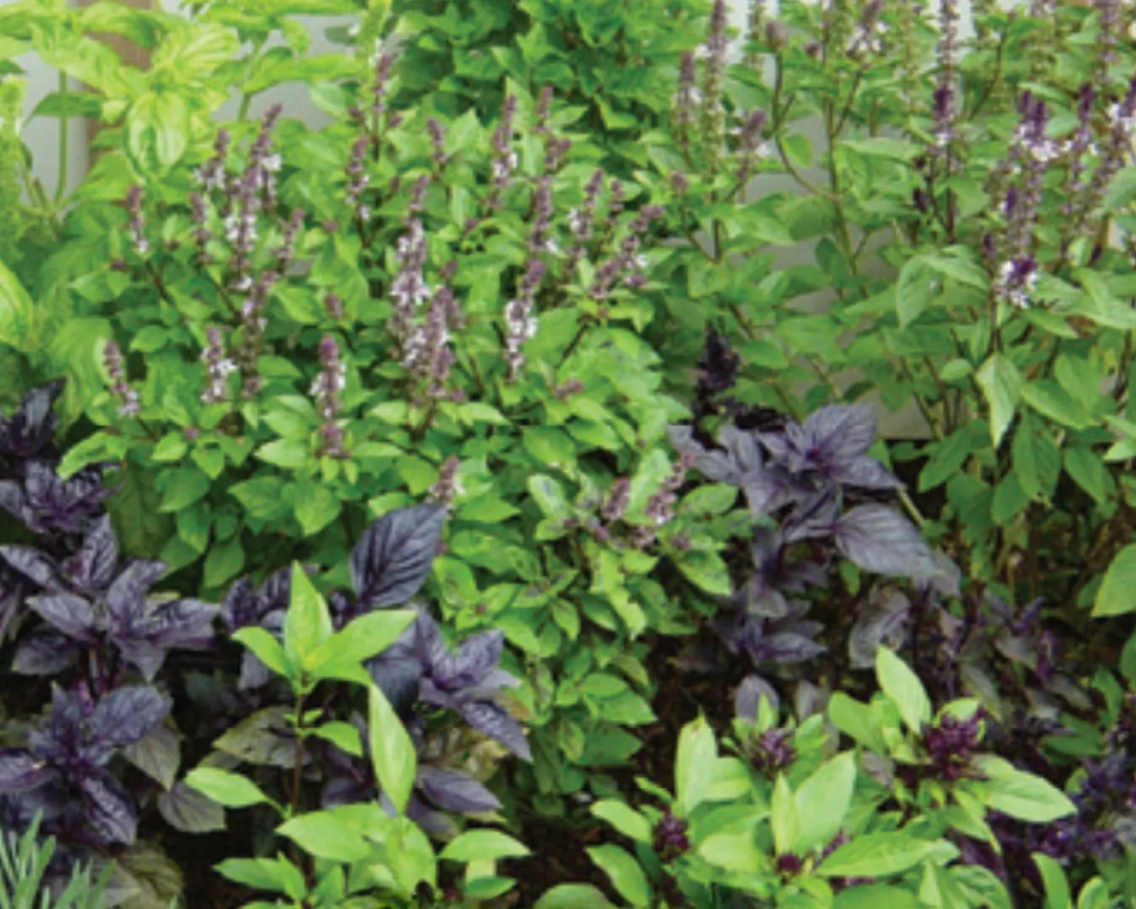 Gourmet Specialty Blend Basil