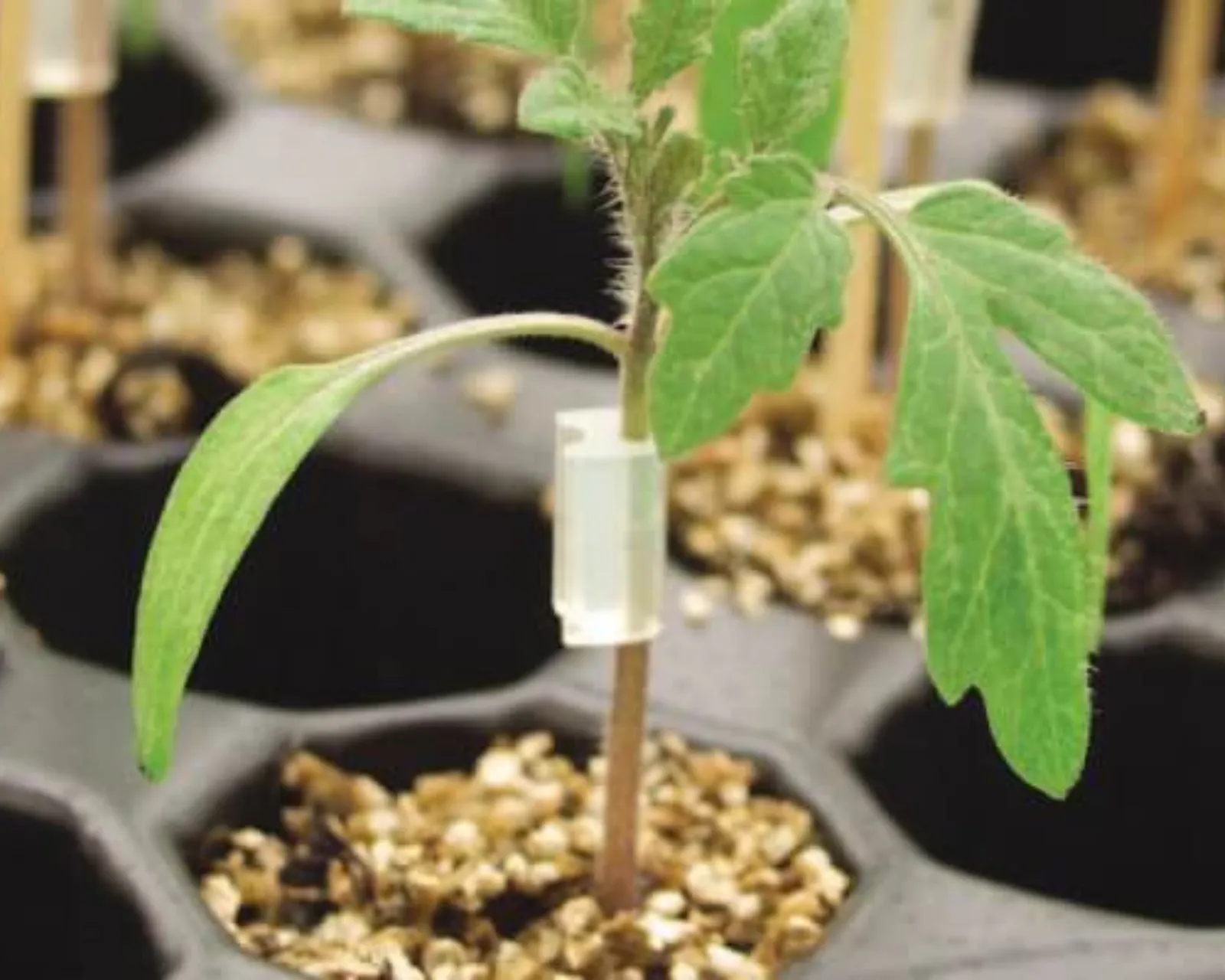 Grafting Clips Tomatoes