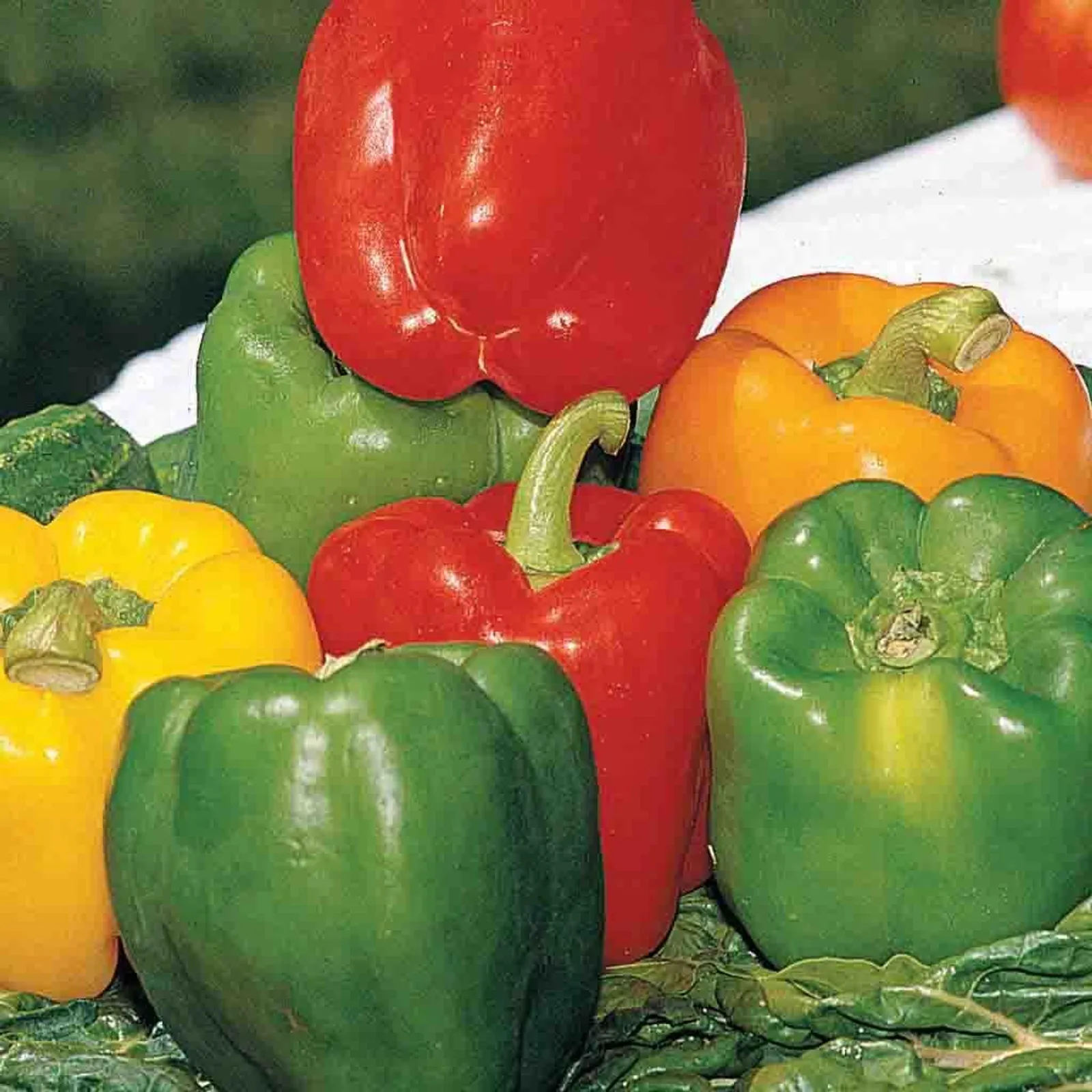 Grand Bell Mix Peppers
