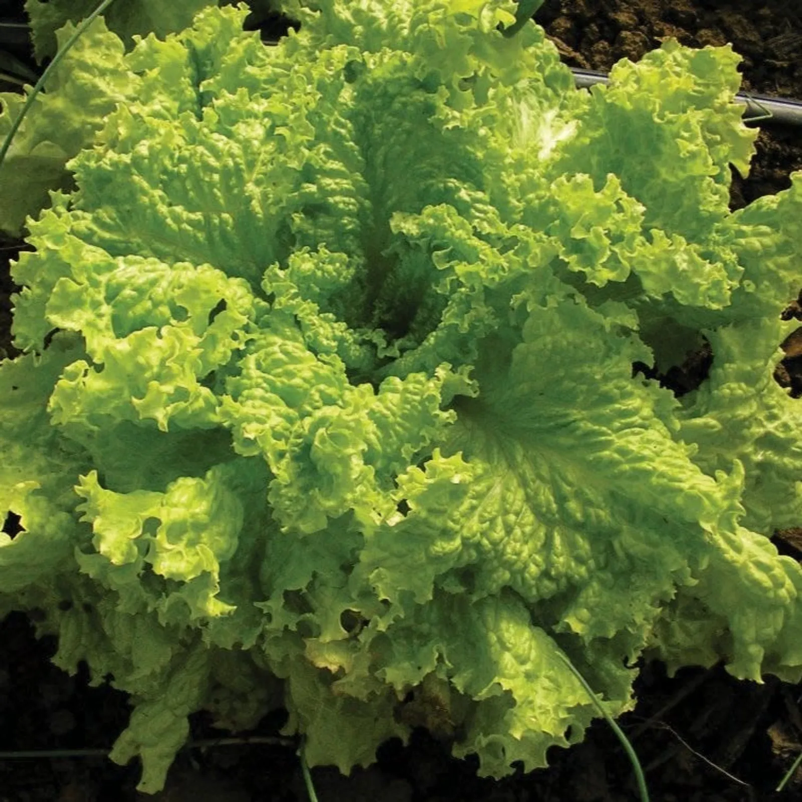 Grand Rapids Lettuce