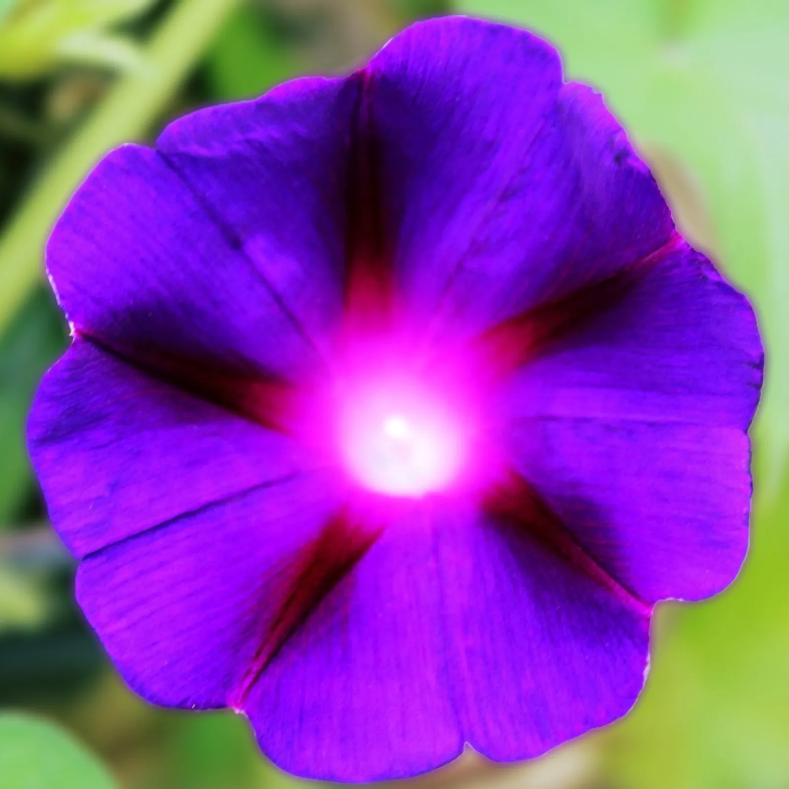 Grandpa Ott Morning Glory