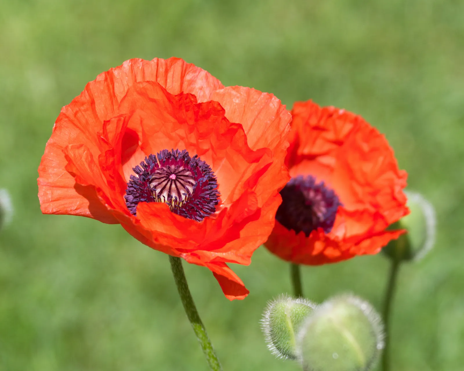 Great Red Oriental Poppies