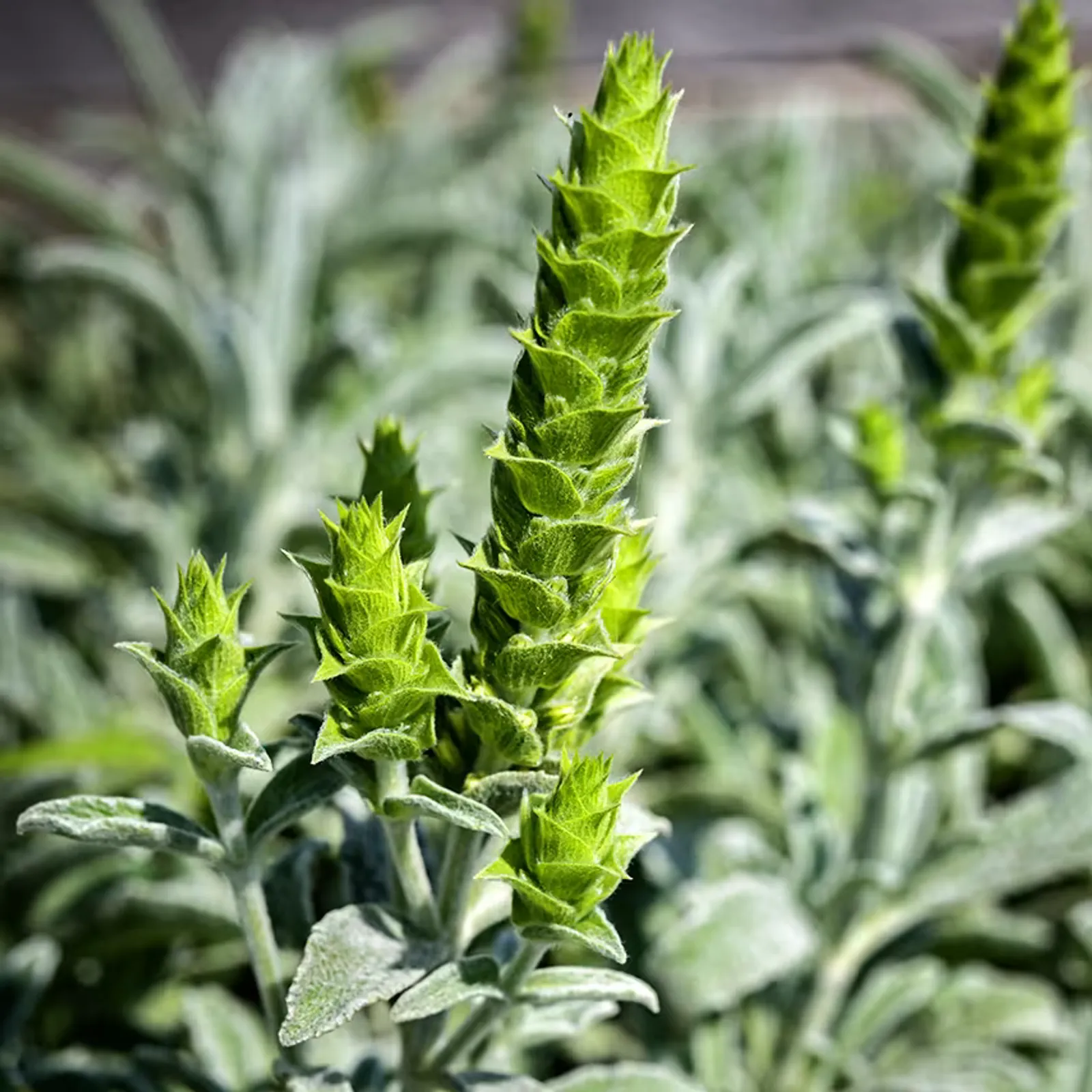 Greek Mountain Tea Mint